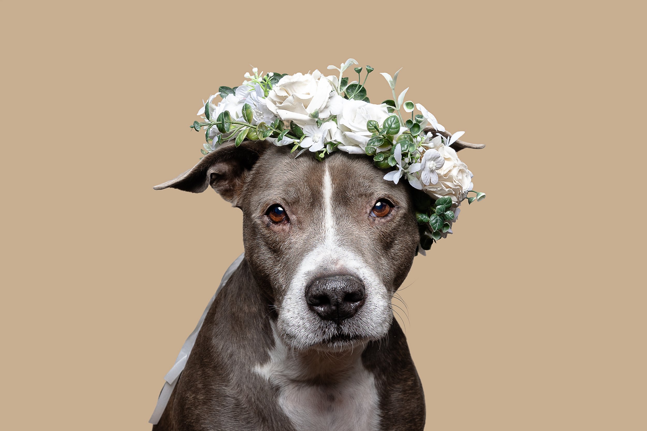 A dog with a flower crown made of white roses and green leaves, sitting against a beige background.