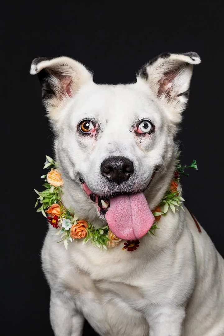 A happy white dog with heterochromia, one brown eye and one blue eye, wearing a flower lei, against a black background.