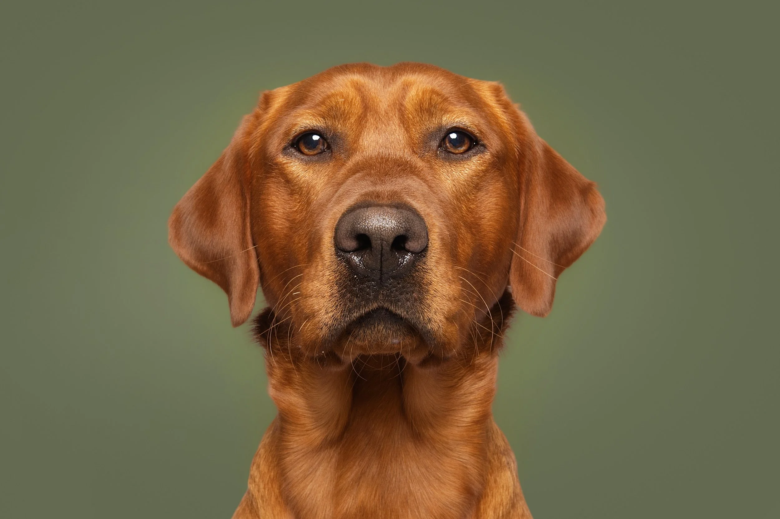 Close-up of a brown dog with a serious expression, set against a green background.