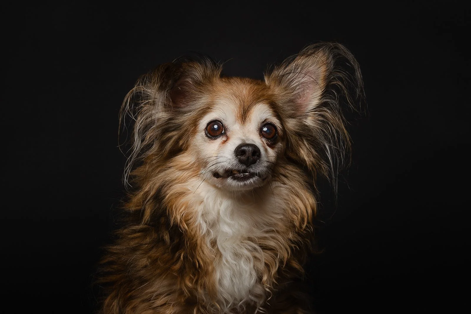 Close-up of a small dog with long, fluffy, multicolored fur and large ears against a black background.