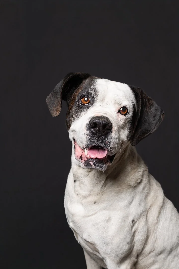 A happy white and black dog with brown eyes and a pink tongue, looking at the camera against a dark background.