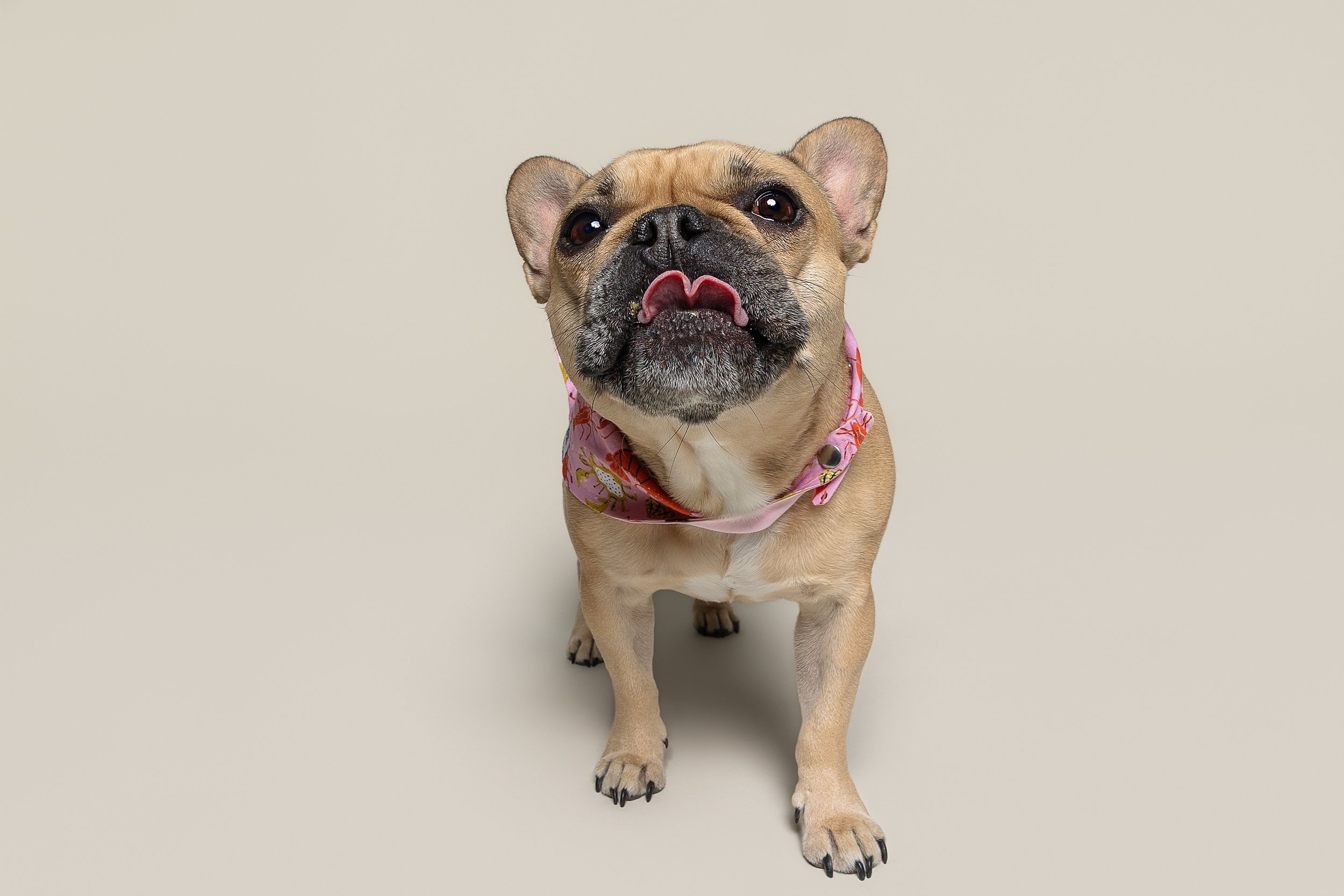 A French Bulldog wearing a pink floral bandana, standing on a plain, off-white background.