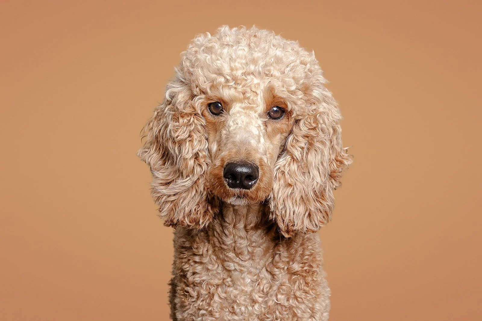 Close-up of a light-colored poodle with curly fur, facing forward against a neutral background.