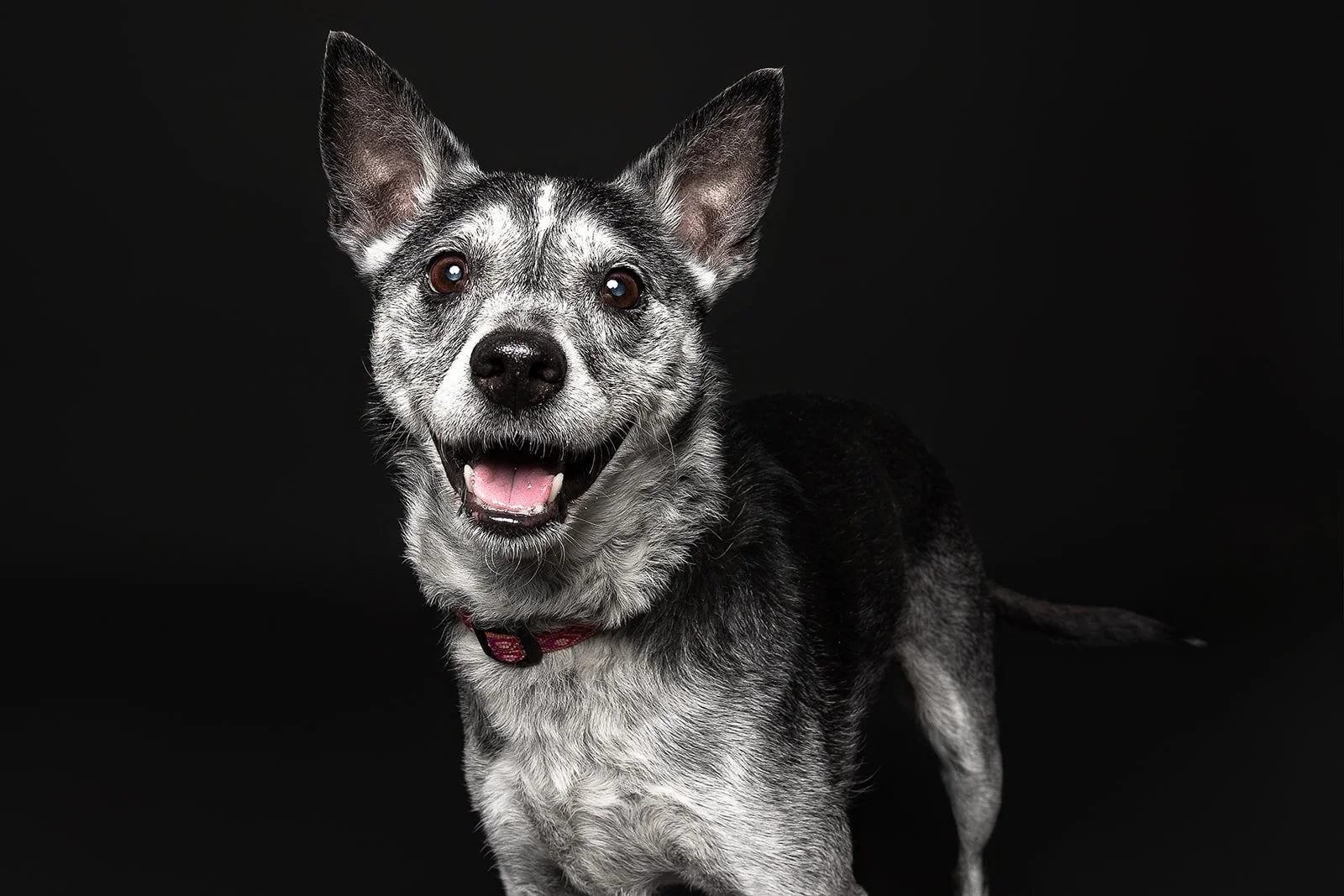 A happy mixed-breed dog with a black, white, and gray coat, standing against a black background.