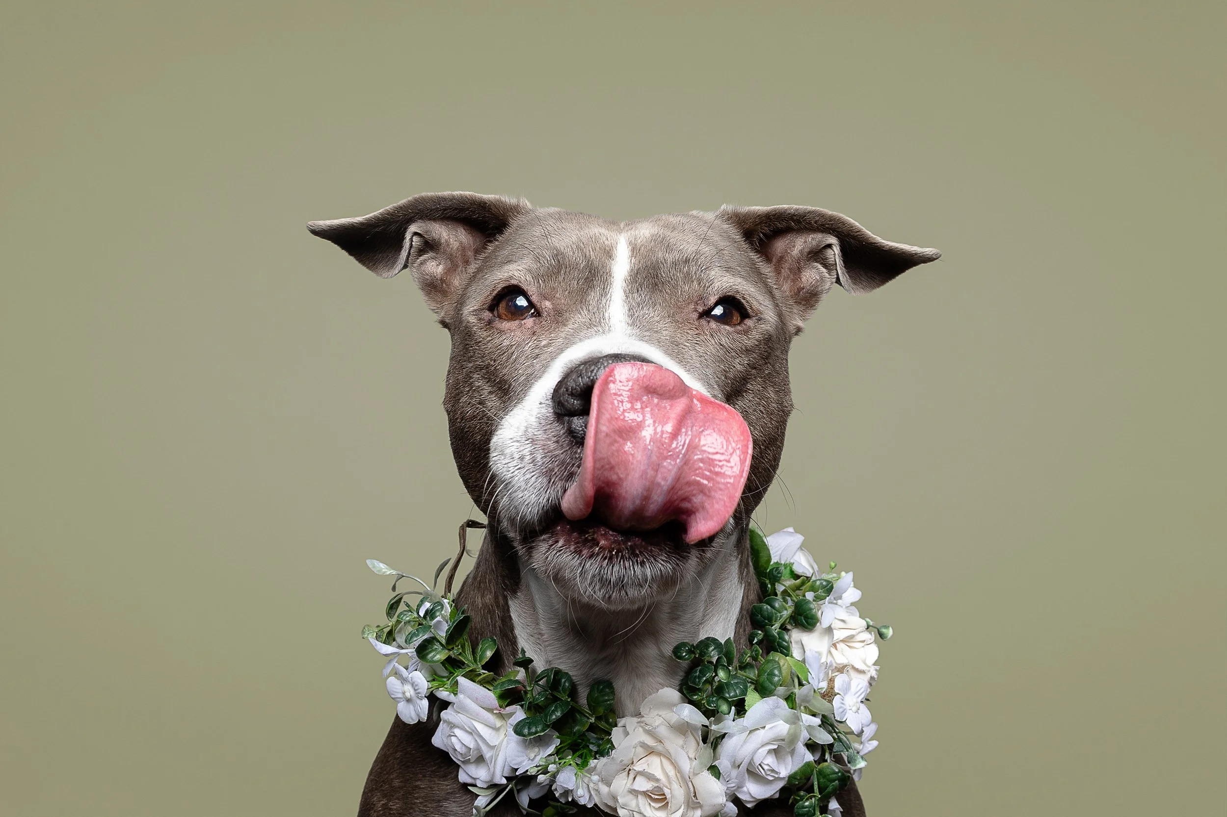 Dog with gray coat and white markings, wearing a floral wreath, licking its nose, against a plain background.