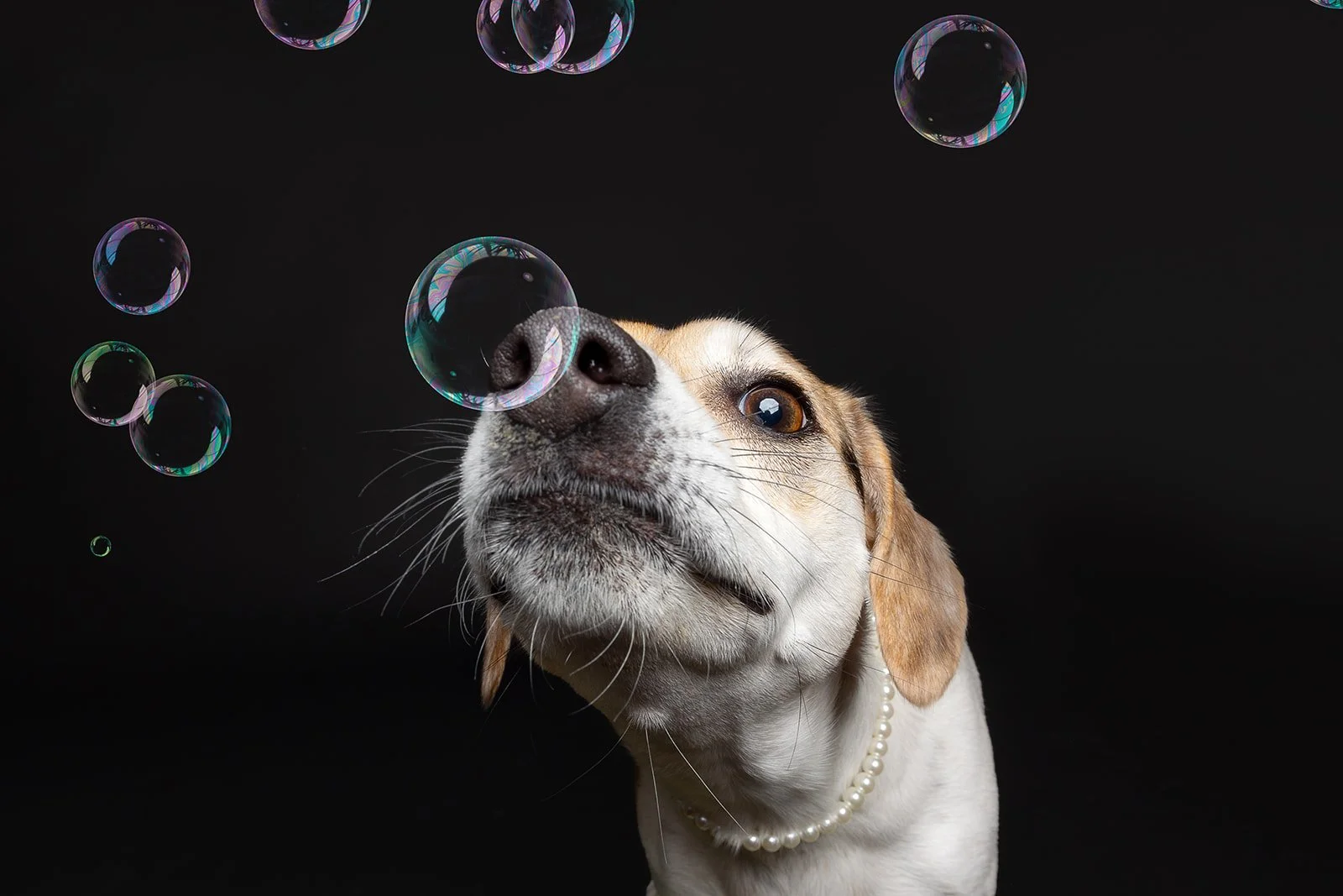 Beagle dog with a pearl necklace looking at colorful soap bubbles against a black background.
