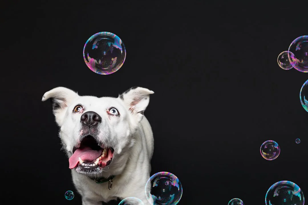 A white dog with one blue eye and one brown eye looking up with its tongue out, surrounded by soap bubbles, against a black background.