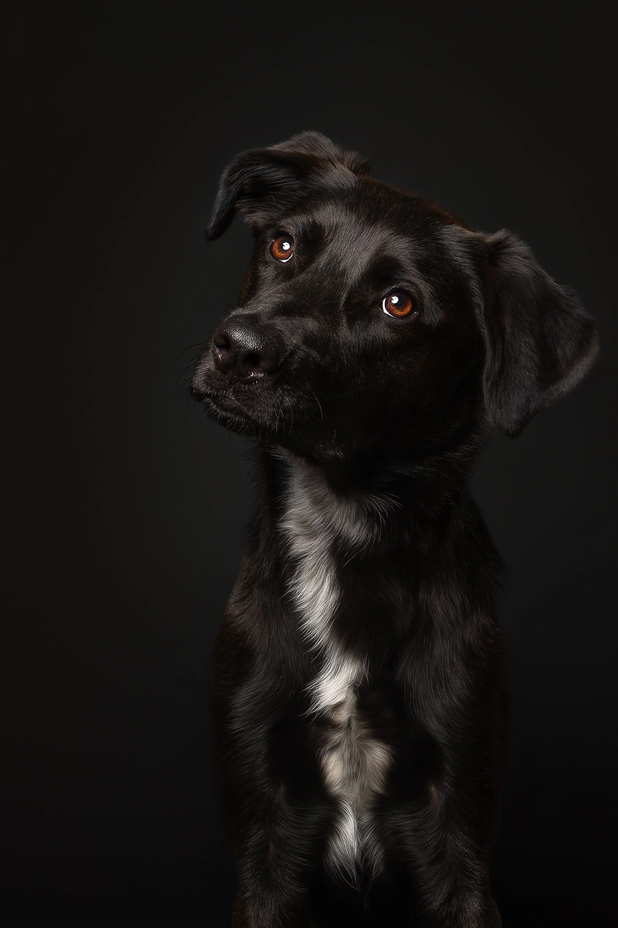 Close-up of a black puppy with brown eyes and white markings on chest, standing against a black background.