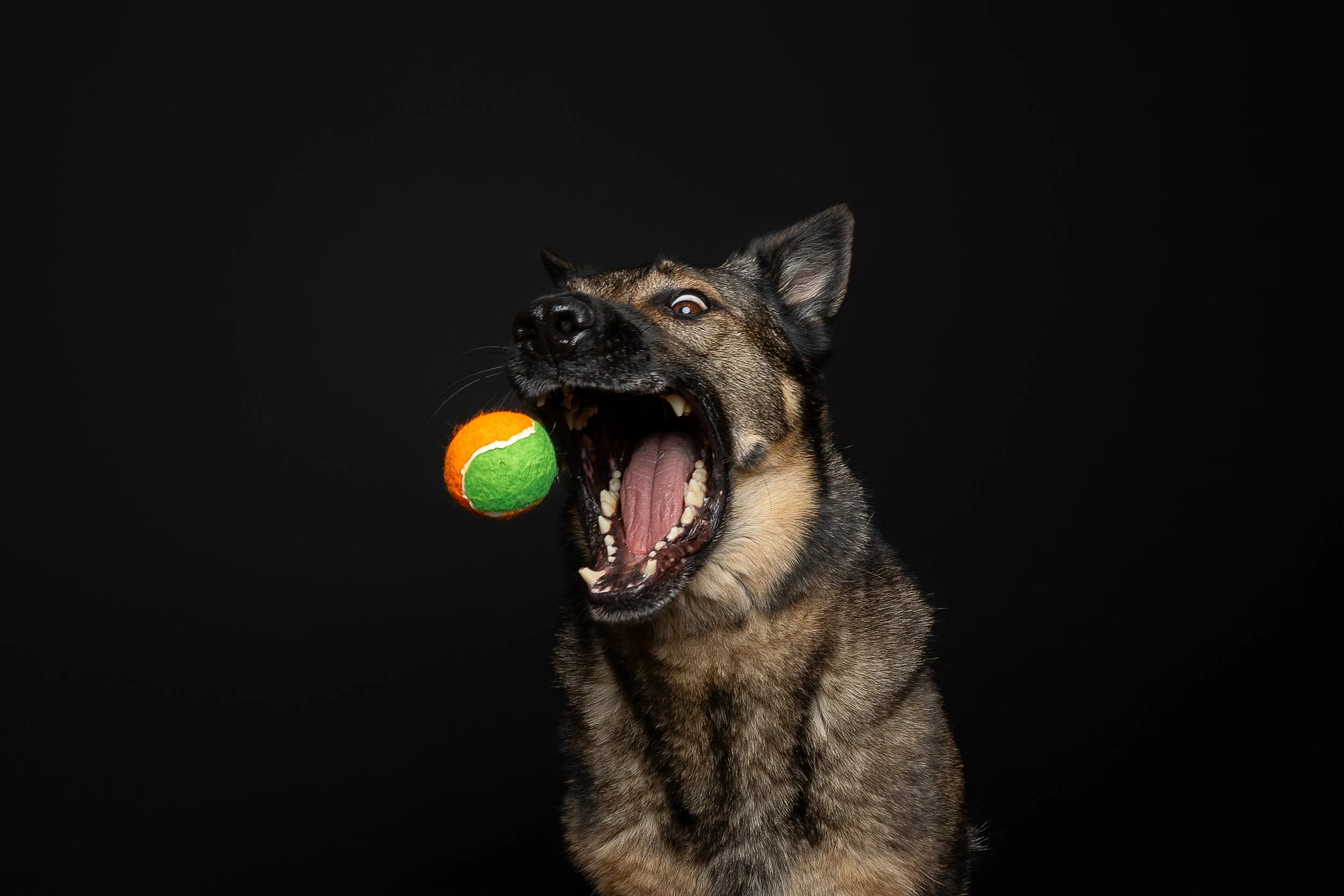 A German Shepherd dog with the mouth wide open, attempting to catch a green and orange tennis ball against a black background.