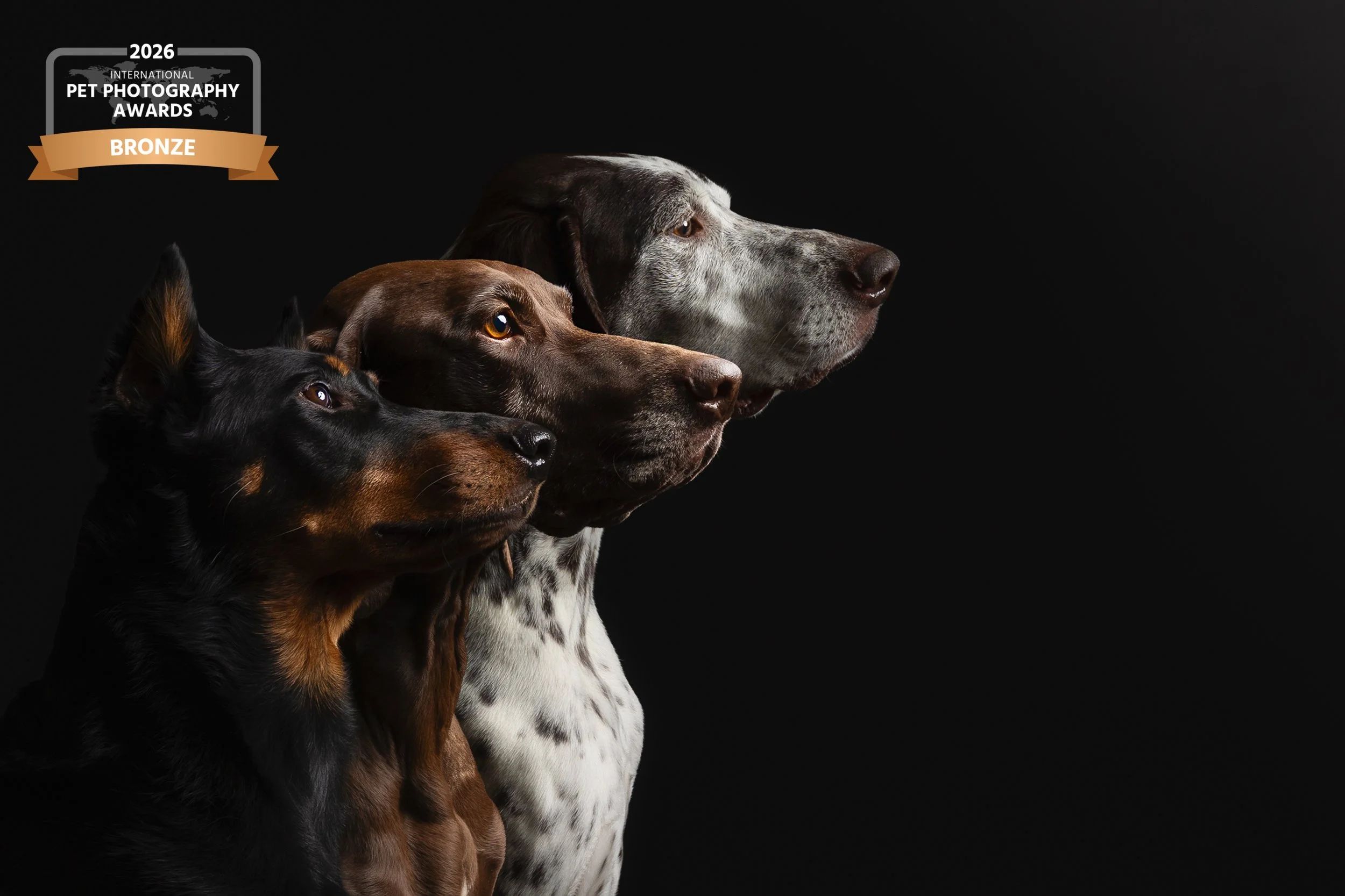 Three dogs of different breeds and colors standing in profile against a black background.