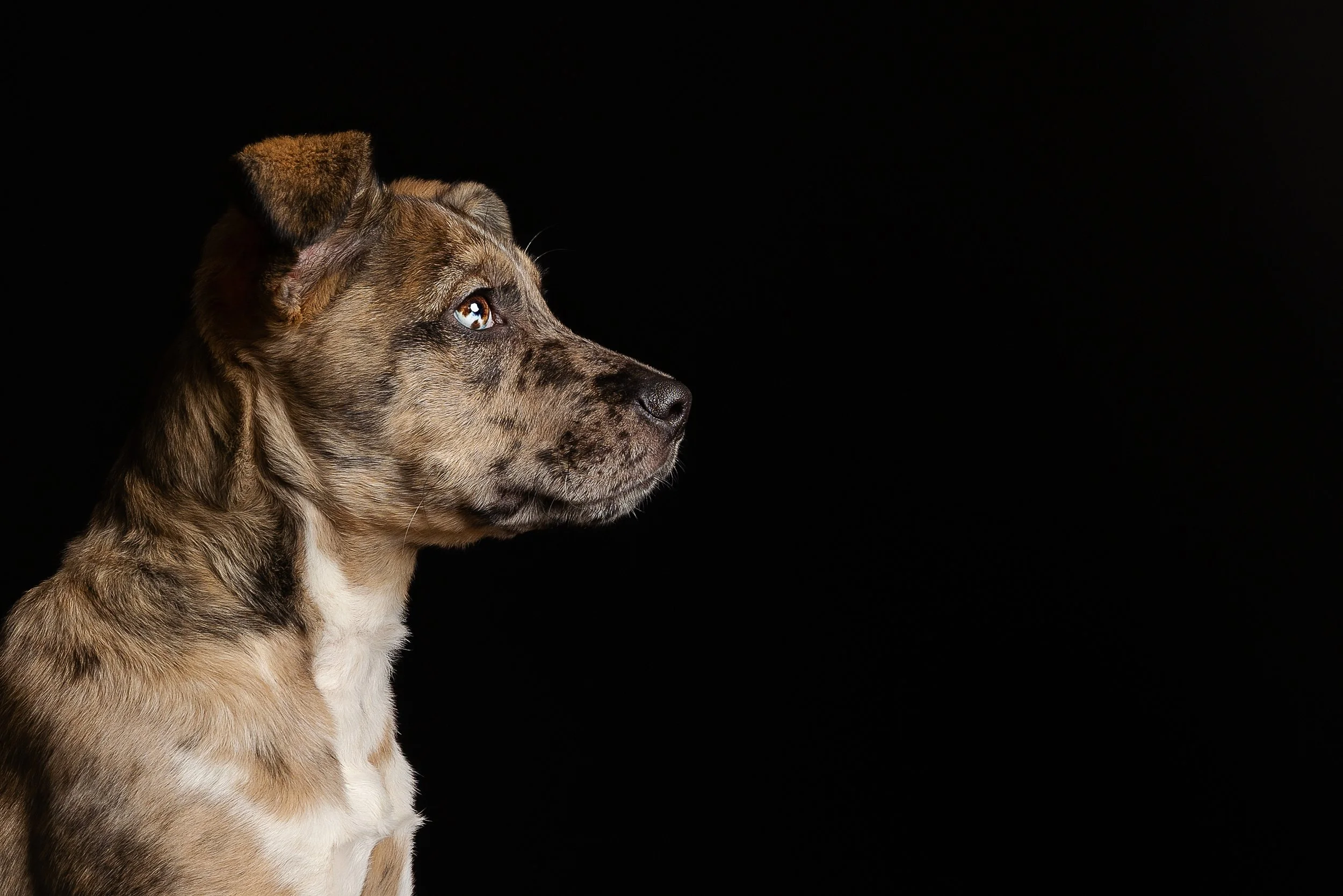 A brown and black speckled dog with blue eyes looking to the right, against a black background.
