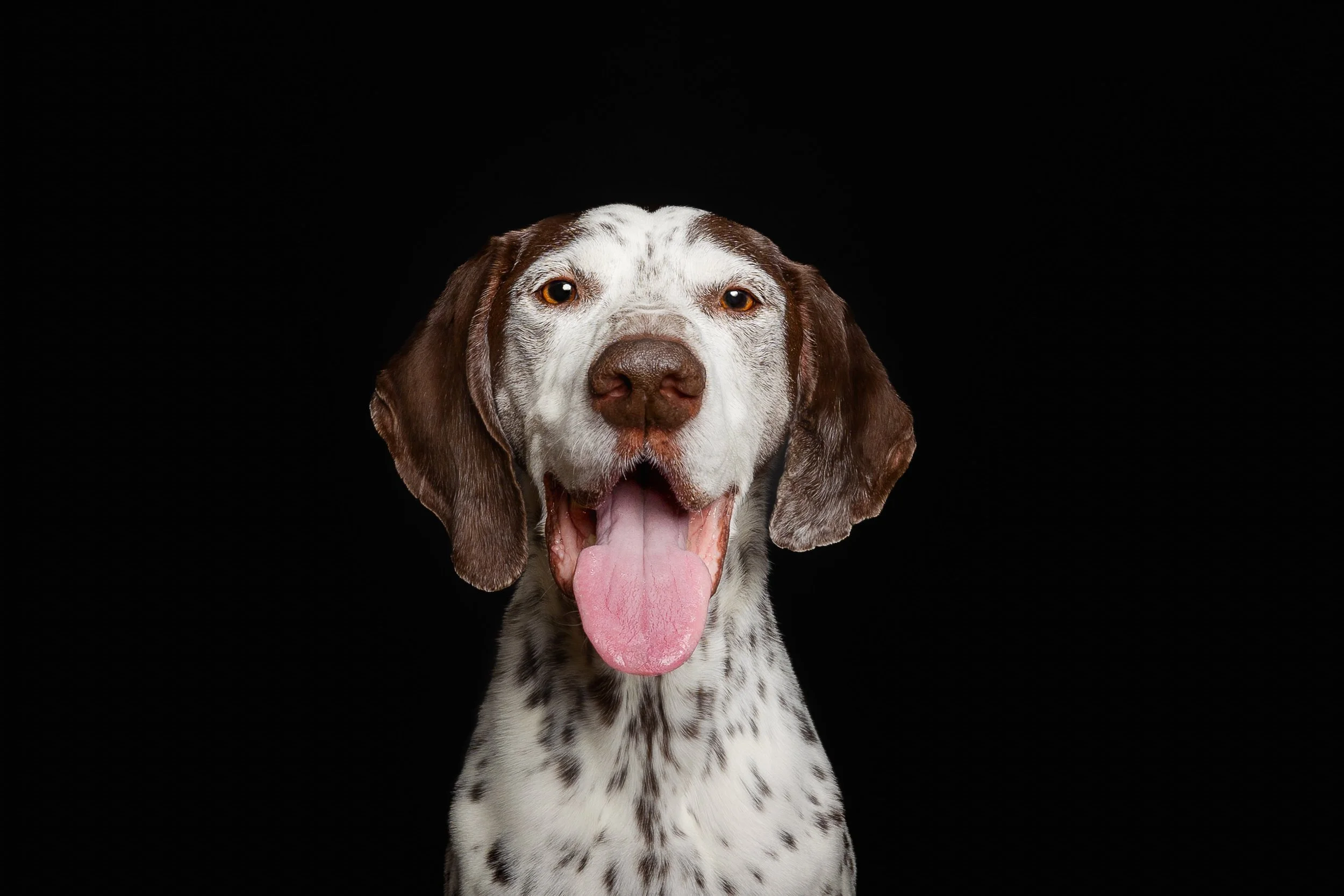 A happy, GSP dog with its tongue out, against a black background.