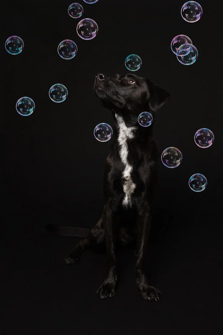 Black dog with white markings sitting against a black background, surrounded by floating soap bubbles.
