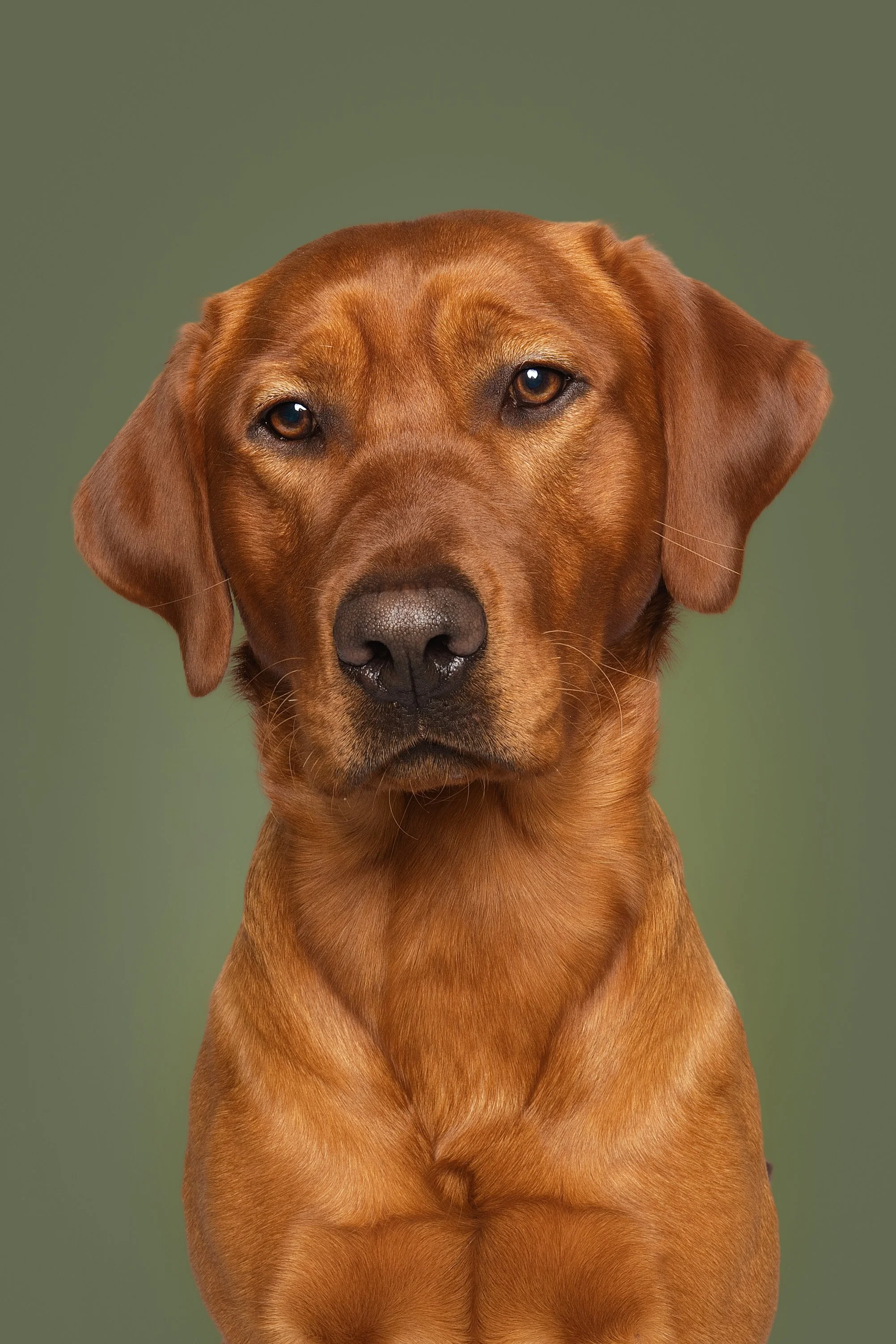 Close-up of a brown dog with amber eyes against a plain green background.