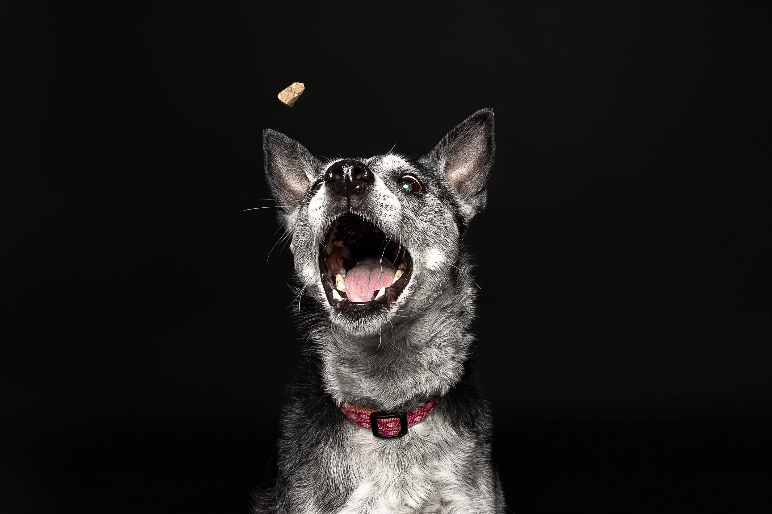 A black and gray dog with a pink collar, barking or yawning with its mouth wide open, against a black background.
