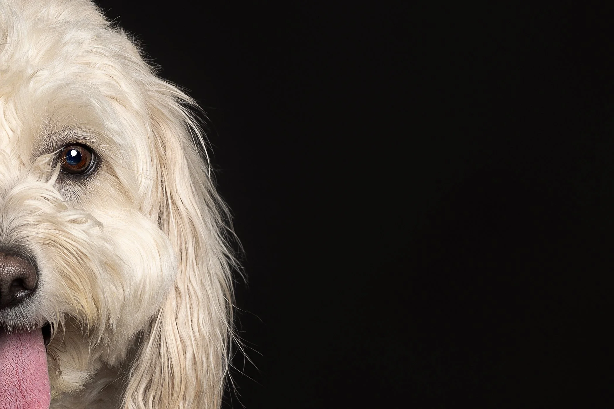 Close-up of a fluffy, white dog with one eye, tongue out, against a black background.
