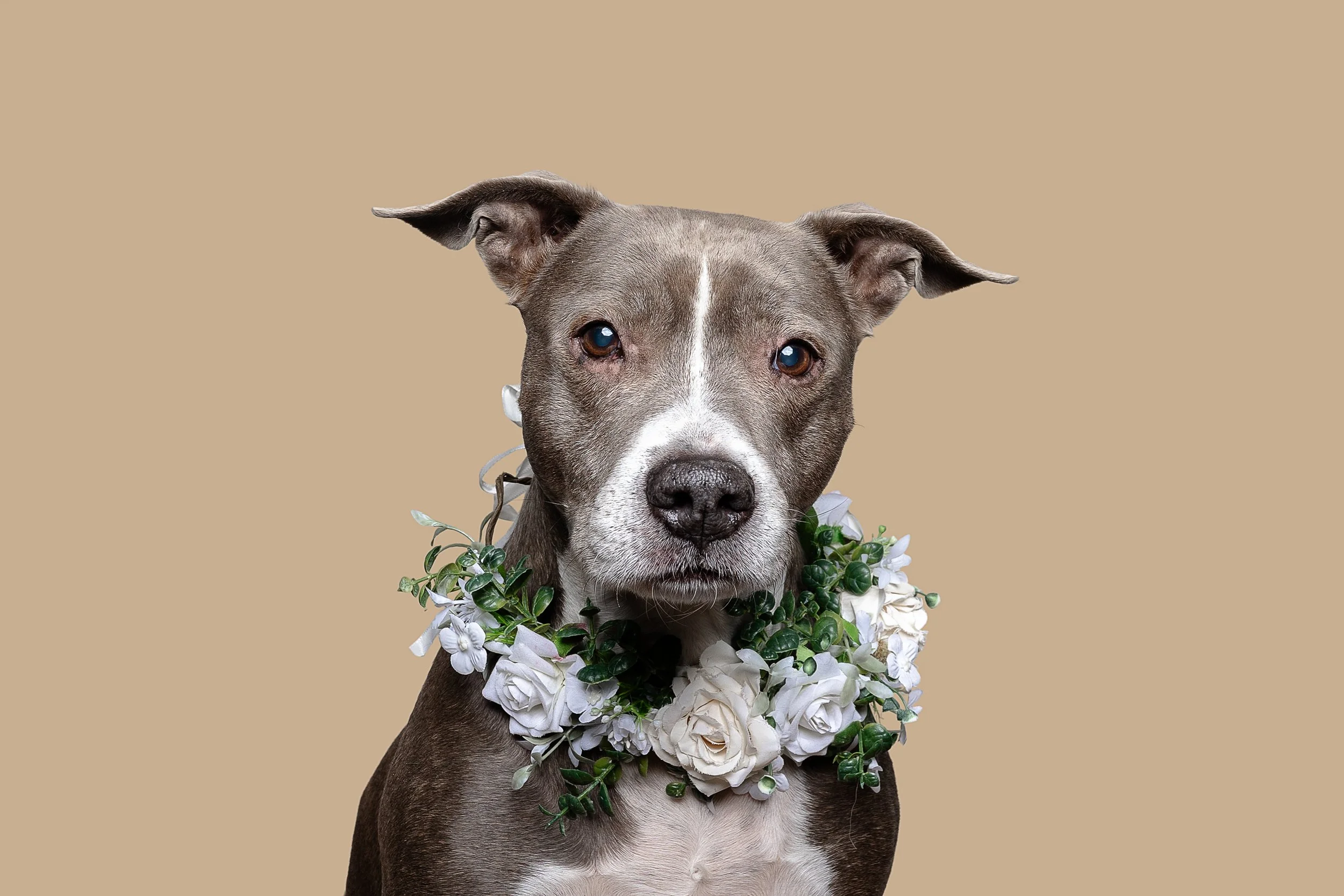 A gray and white dog with a floral wreath around its neck, against a beige background.