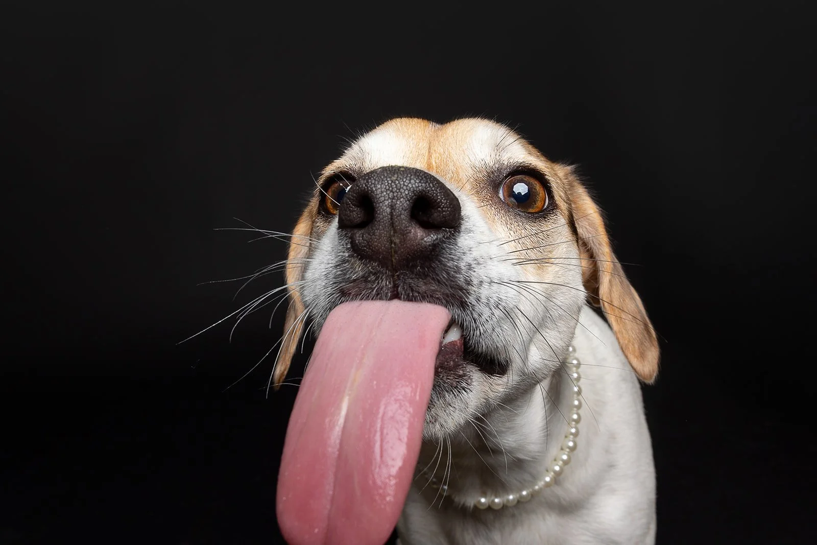 Close-up portrait of a dog with a pearl necklace, sticking out its tongue against a black background.