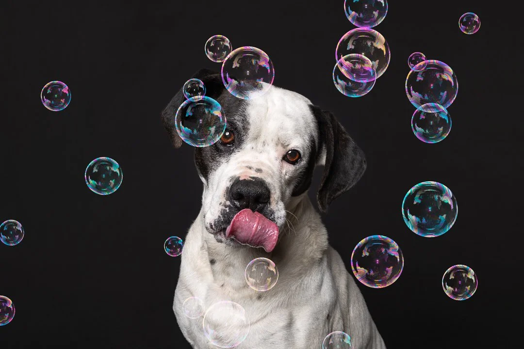 Dog with black and white fur surrounded by floating soap bubbles against a black background.