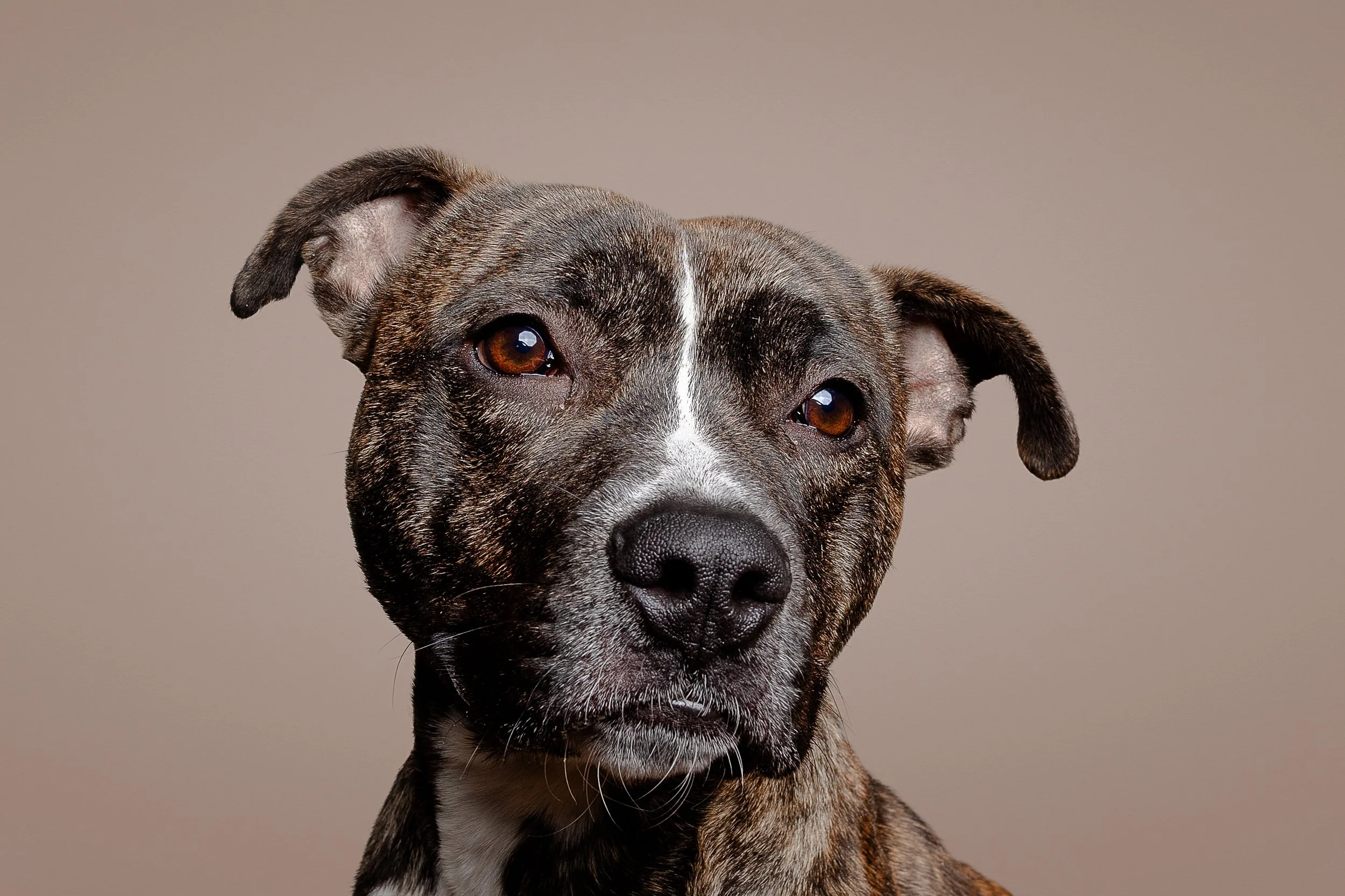 Close-up of a brindle pitbull dog with a neutral background.