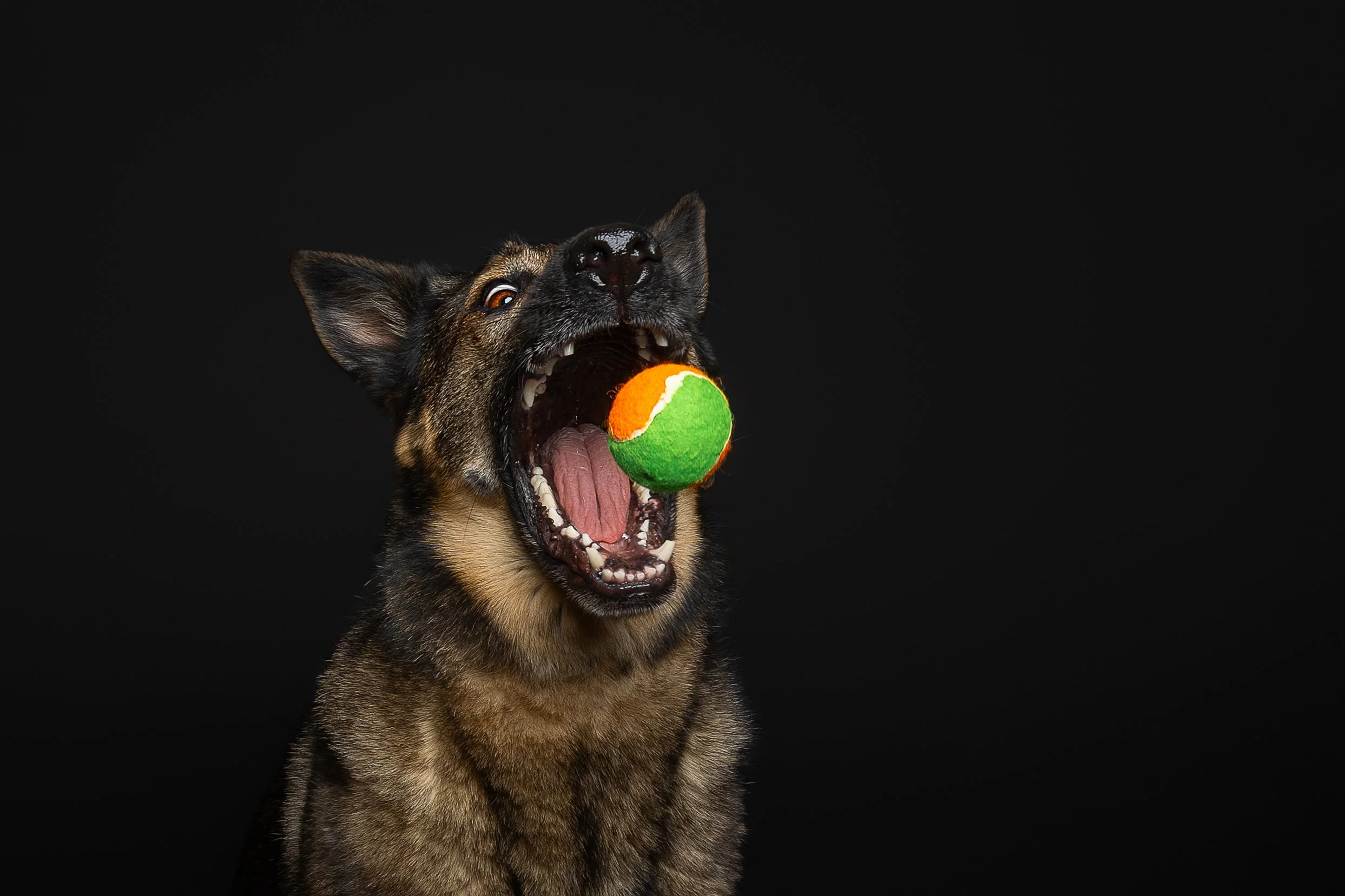 A German shepherd dog with its mouth open, catching a green and orange tennis ball on a black background.