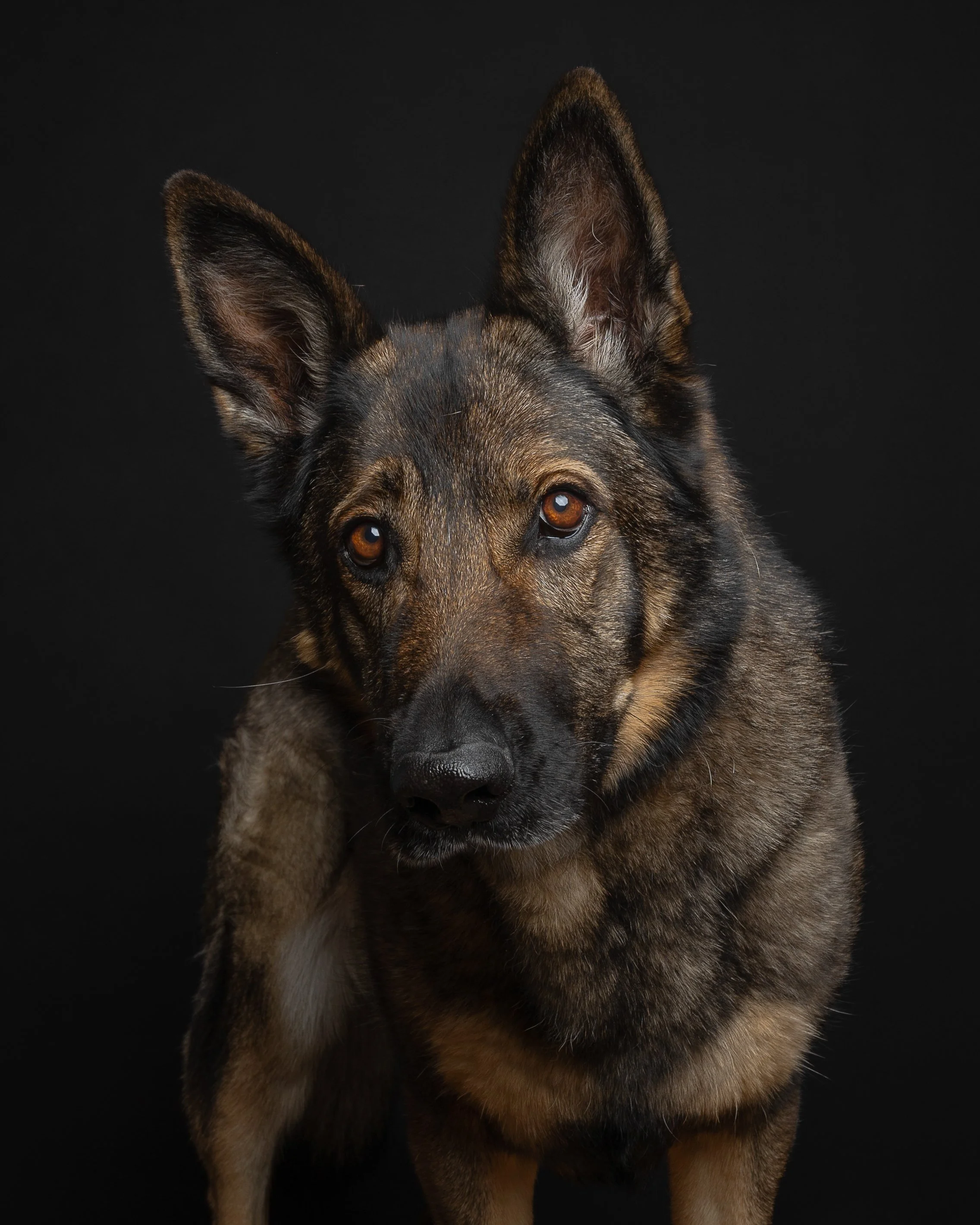A German Shepherd dog with black and brown fur, looking directly at the camera against a dark background.