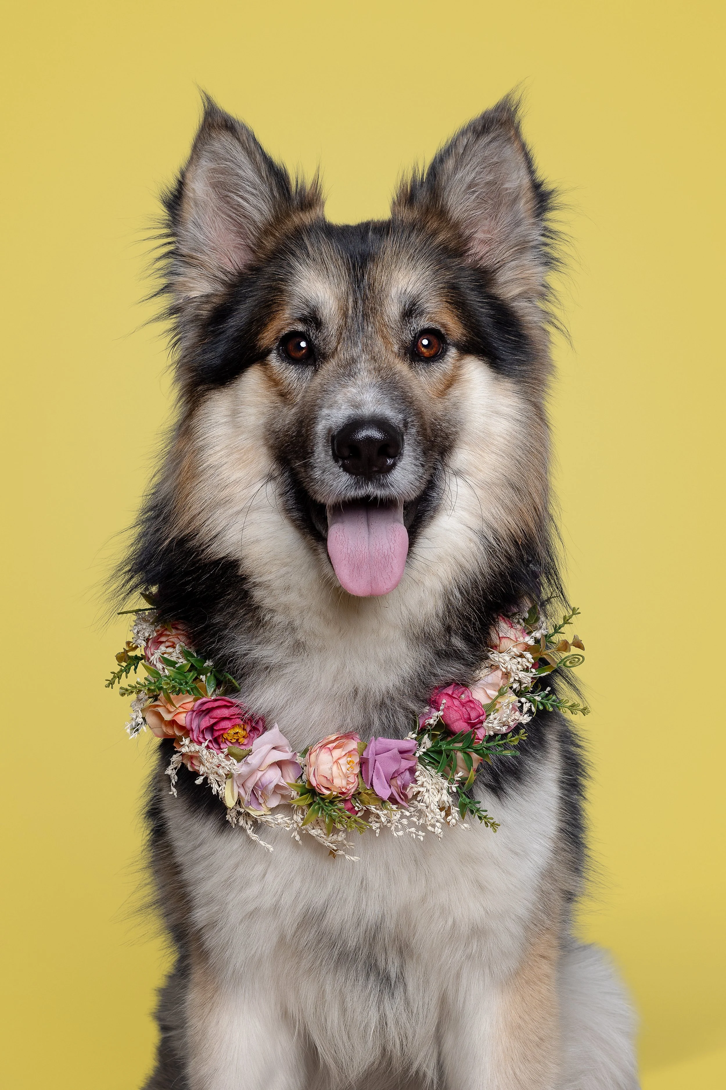 A fluffy Alaskan Malamute dog with a multicolored flower necklace, looking happy with its tongue out, against a yellow background.
