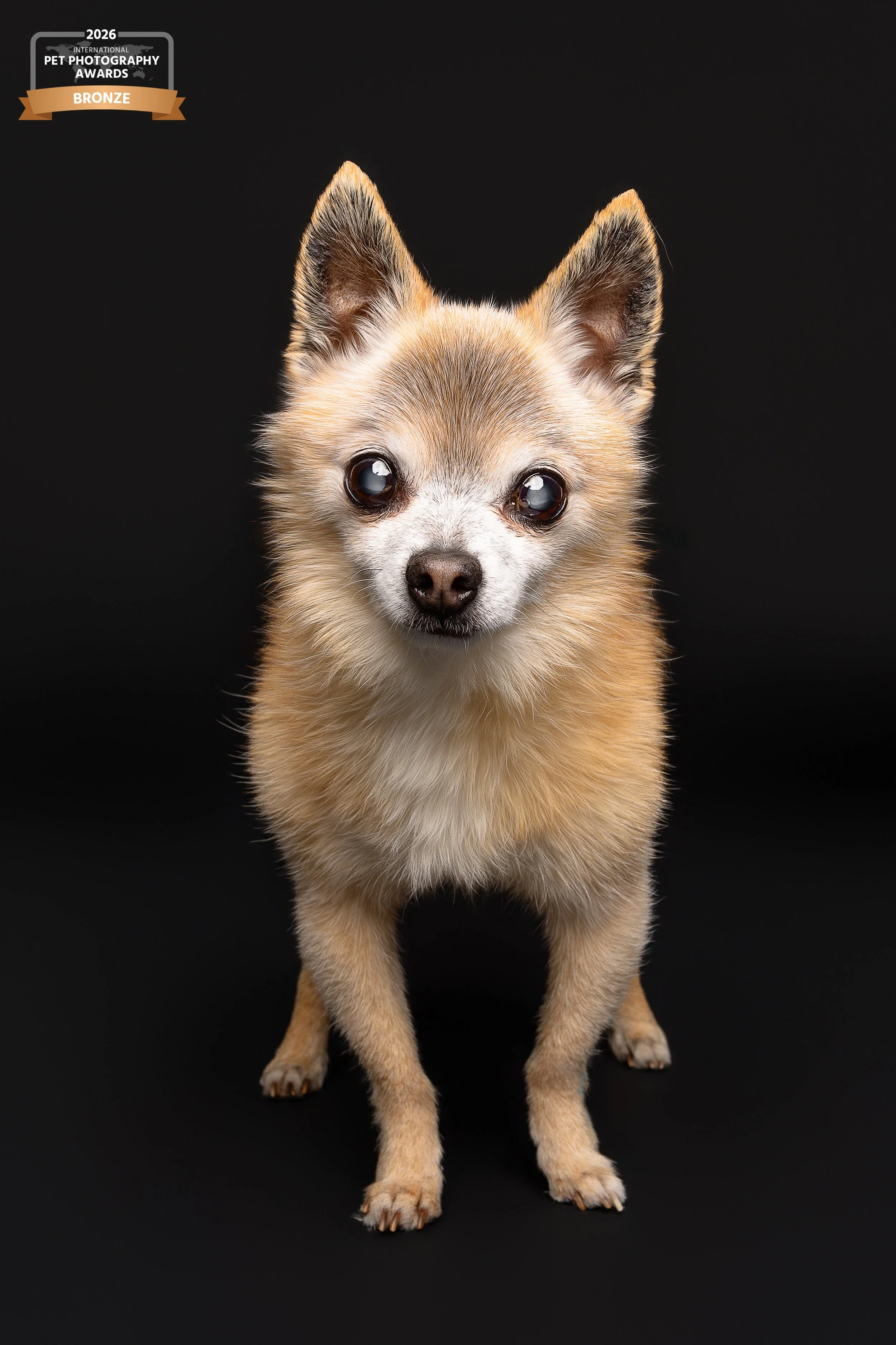 A small tan and white dog with large ears, standing against a black background, looking directly at the camera.