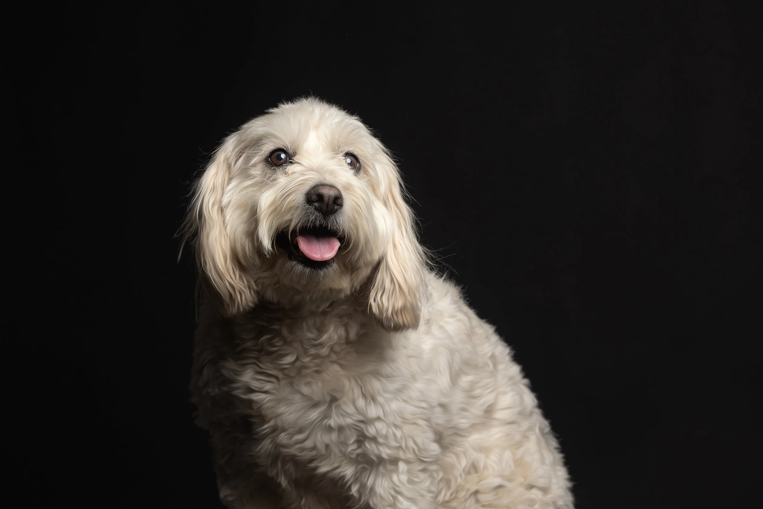 A light-colored fluffy dog with floppy ears and a happy expression, sitting against a black background.