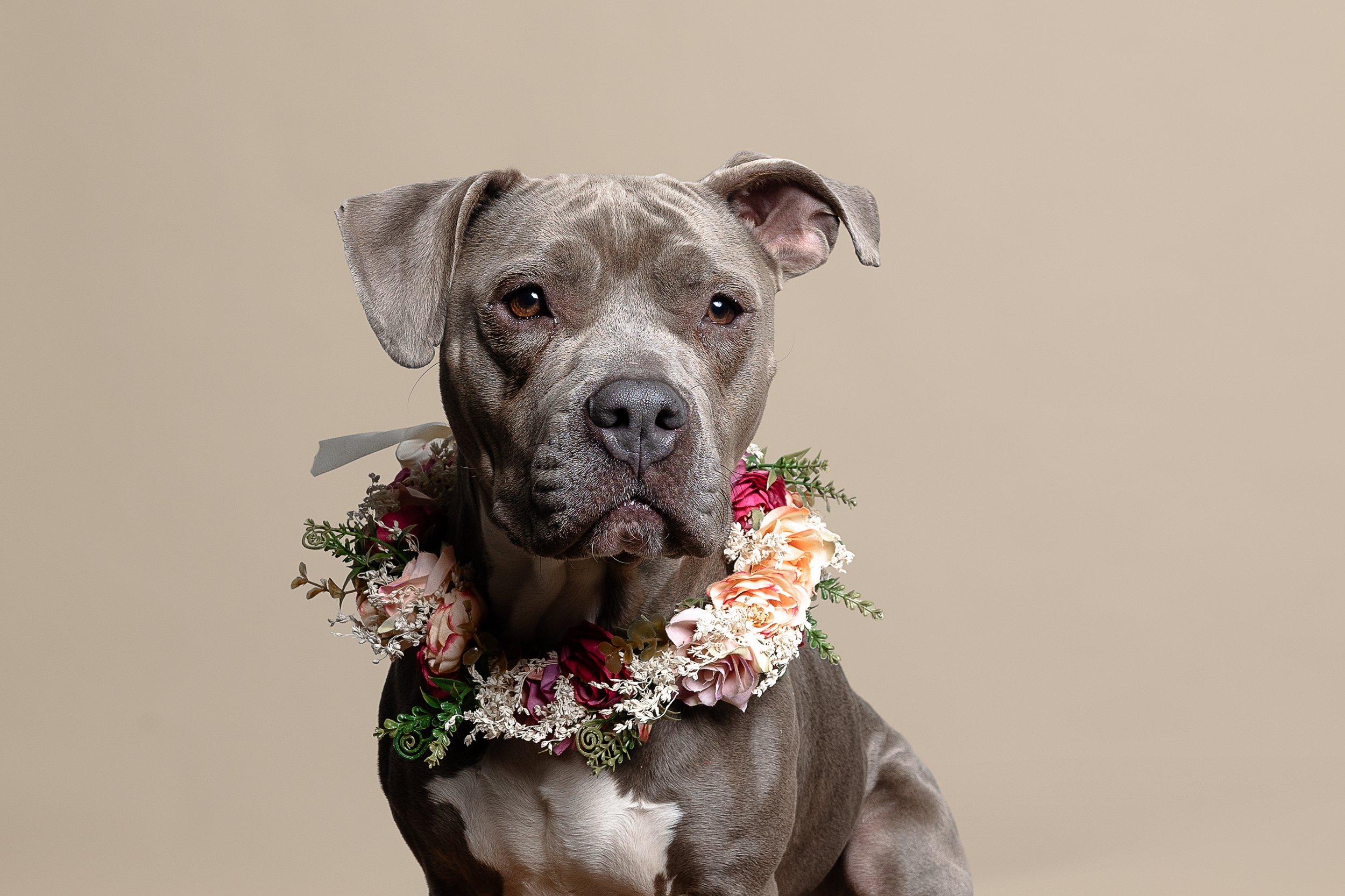 A gray pit bull wearing a flower necklace against a beige background.