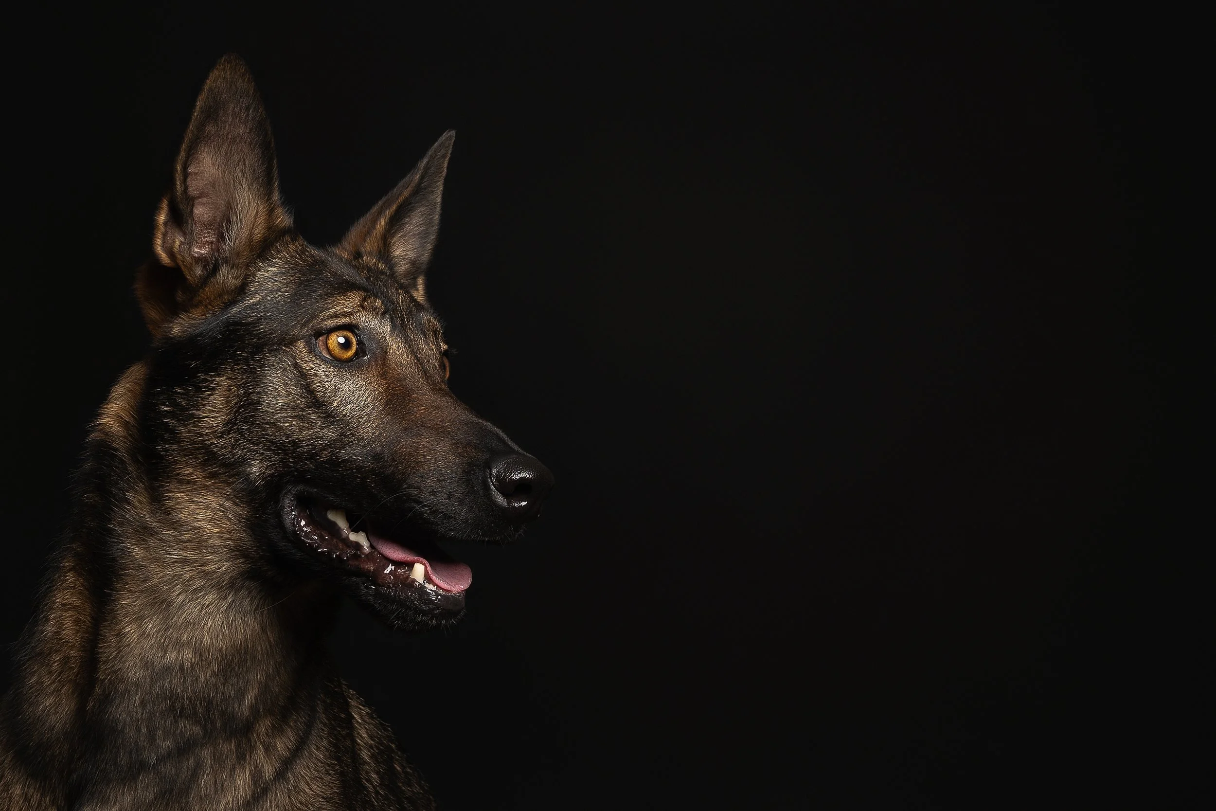 Profile of a Belgian Malinois dog with yellow eyes against a black background.