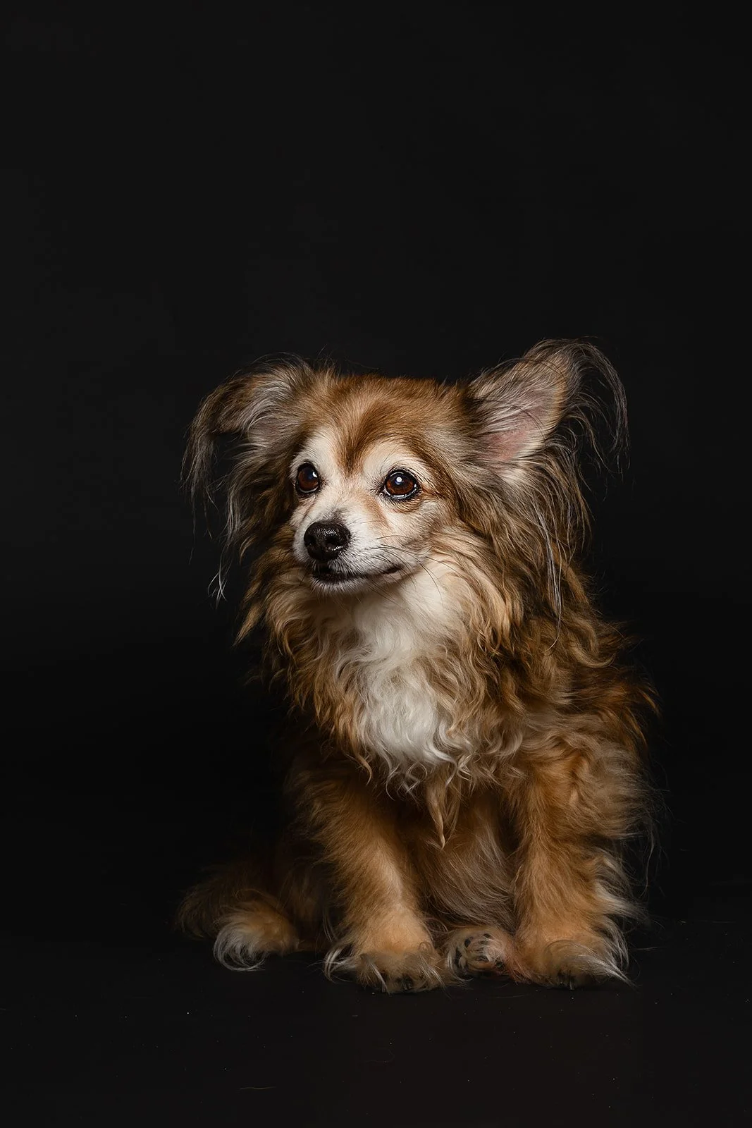 A small brown dog with long ears and fluffy fur sitting against a black background.