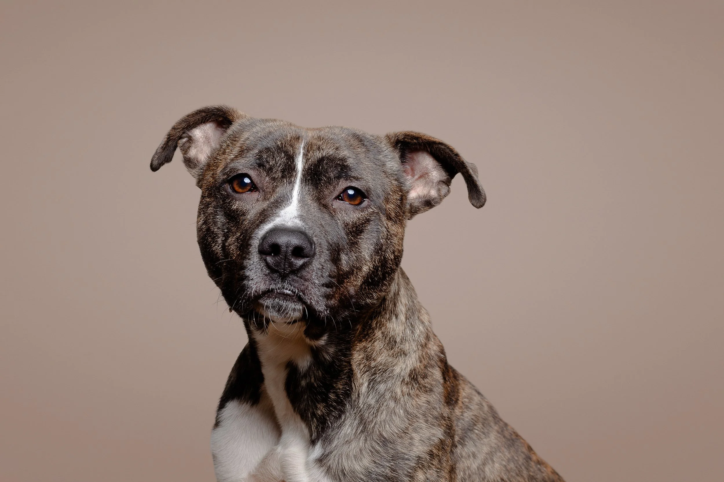 Brindle and white mixed breed dog with short coat and expressive eyes, looking directly at the camera against a plain beige background.
