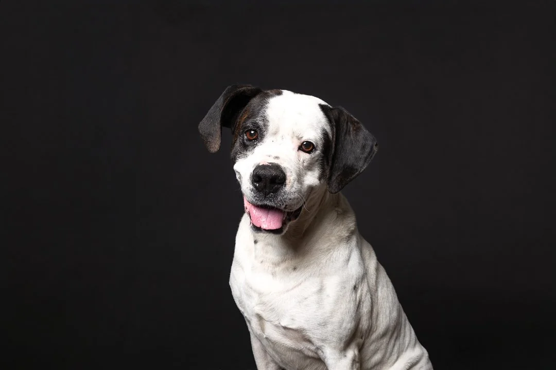 A smiling white dog with black spots on its face, sitting against a black background.