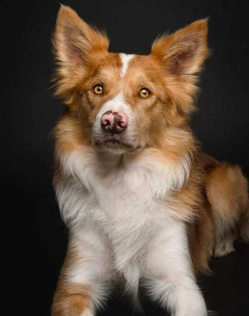 A close-up portrait of an Australian Shepherd dog with brown, white, and tan fur, and a black background.