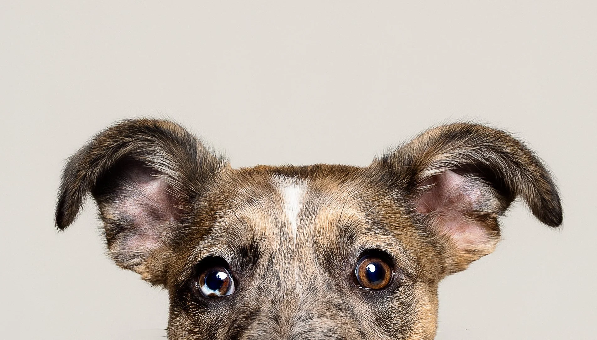 Close-up of a dog's face showing brown eyes and ears against a plain background.