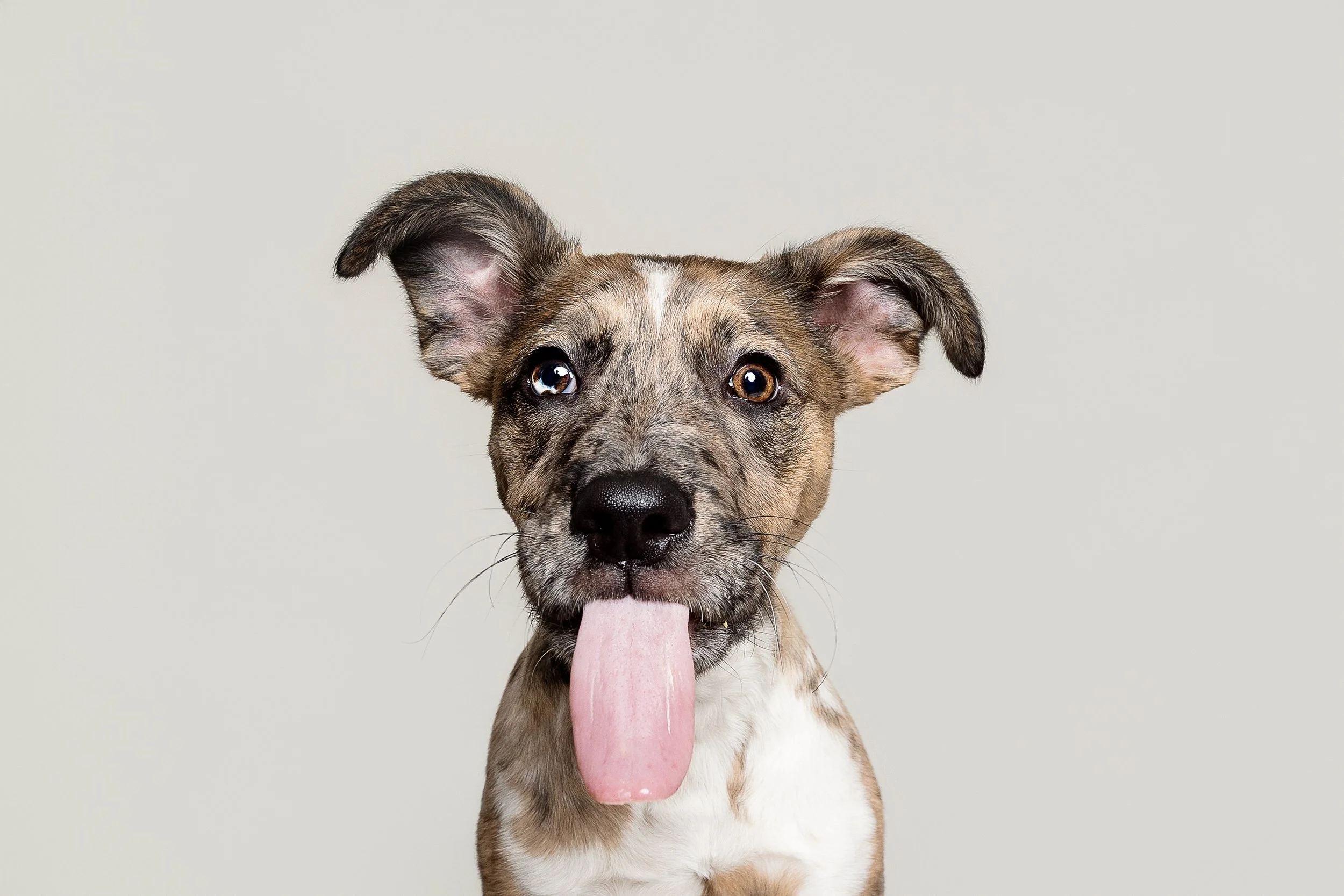 A cute puppy with a brindle coat sticking out its tongue and looking at the camera, against a neutral background.