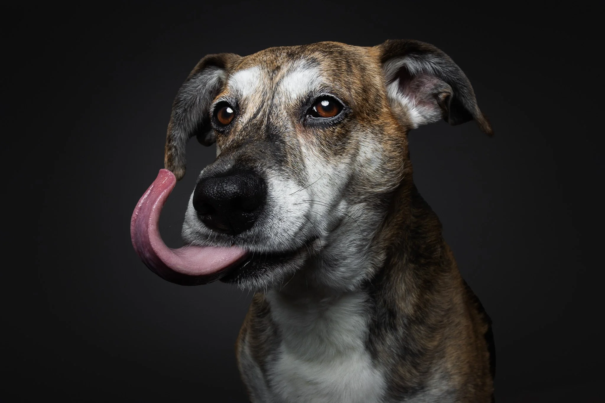 A brindle-coated dog with perked ears against a dark background, licking its nose.