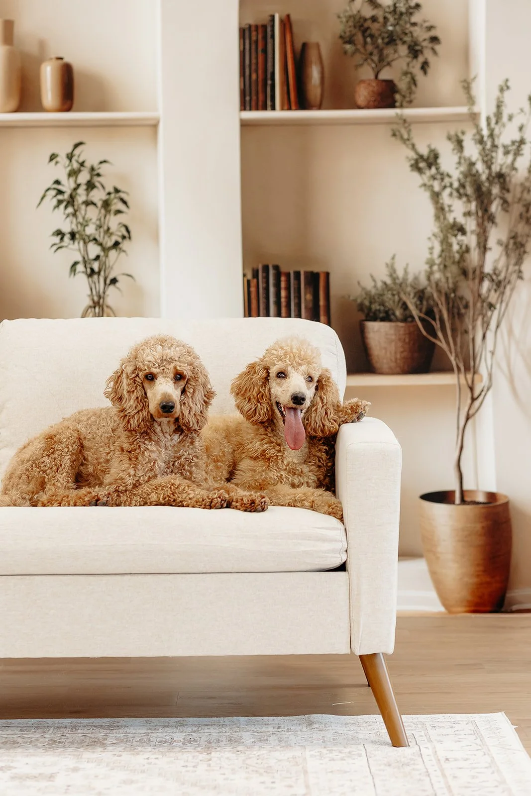 Two poodle dogs lying on a white sofa in a living room with shelves, books, and potted plants in the background.