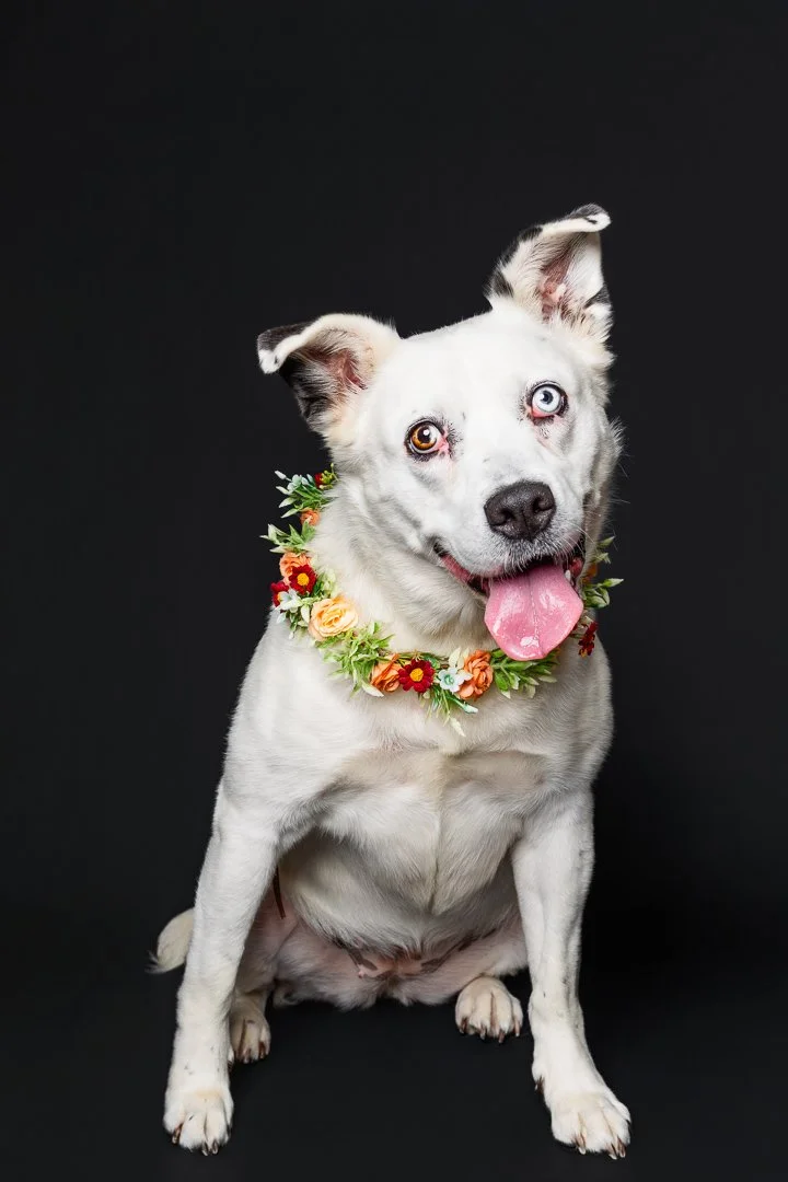 A white dog with heterochromatic eyes, wearing a colorful flower lei, sitting against a black background, with its tongue out and ears perked.