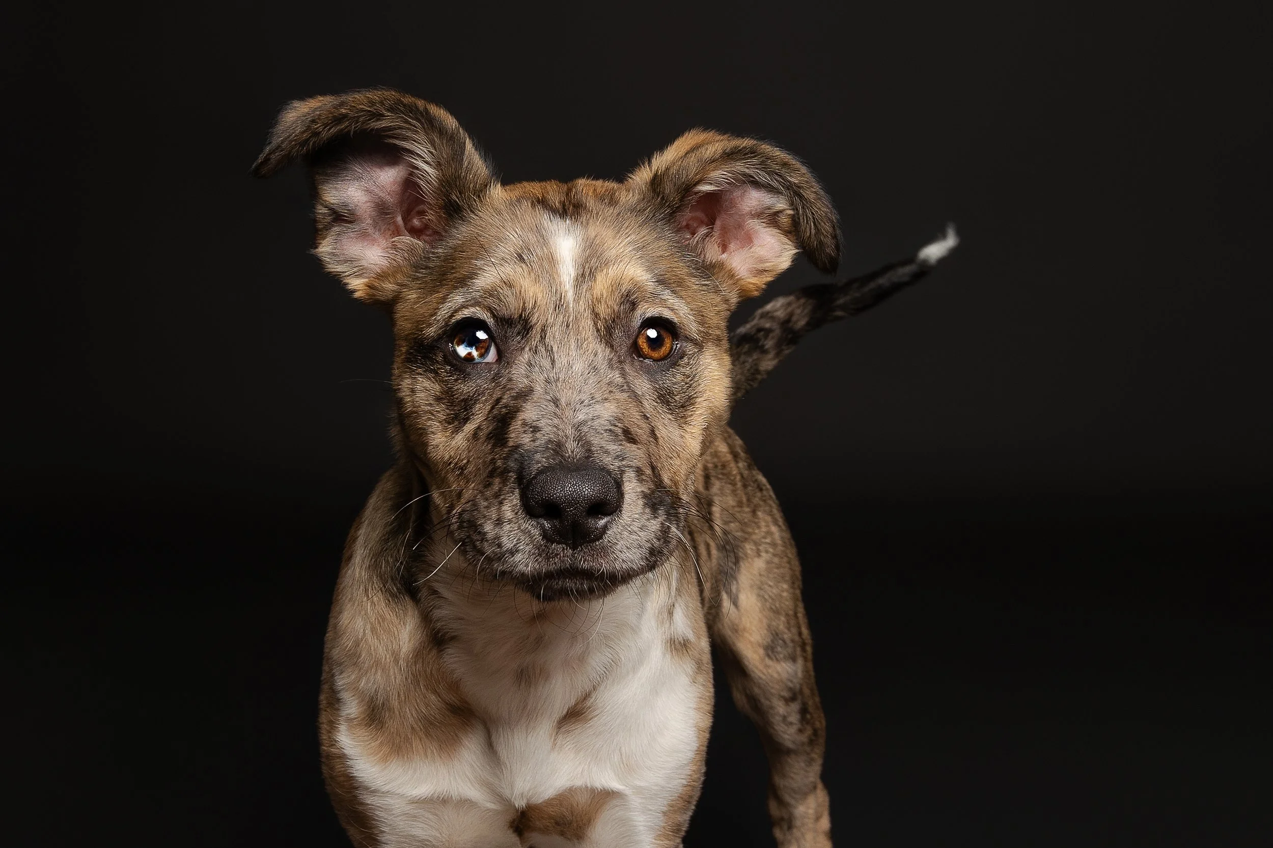 A young, brindle-colored dog with one blue eye and one brown eye, standing against a black background.