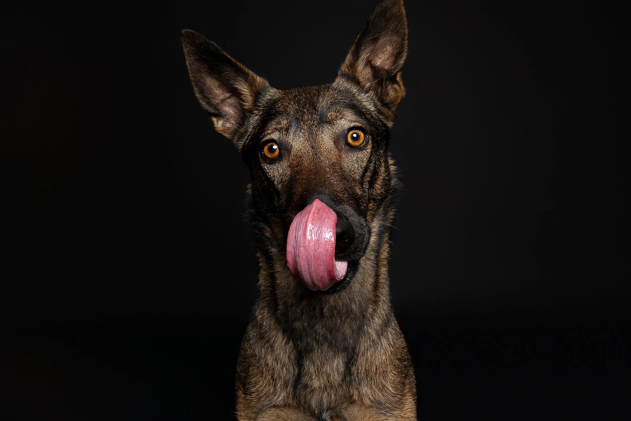 A young dog with a brown and black coat and bright yellow eyes sticking out its pink tongue against a black background.