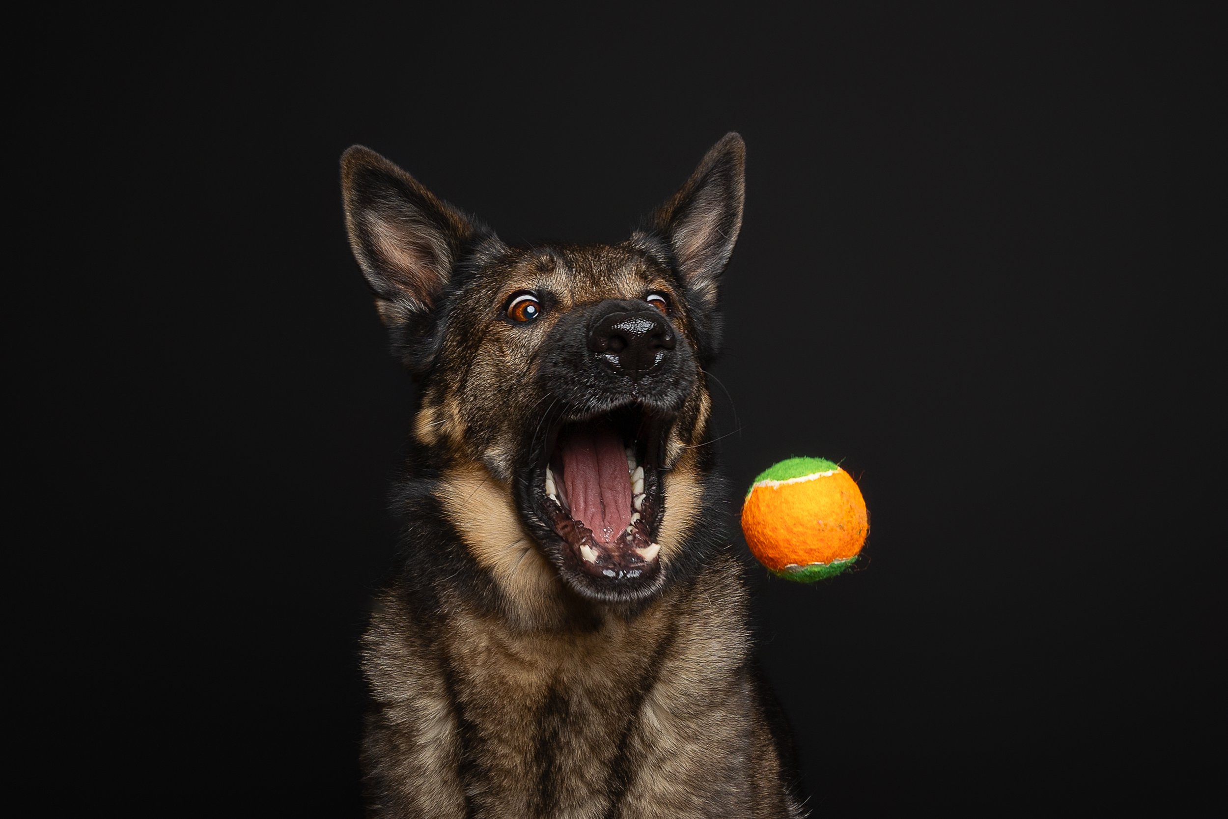 A dog with open mouth and a tennis ball in mid-air against a black background.