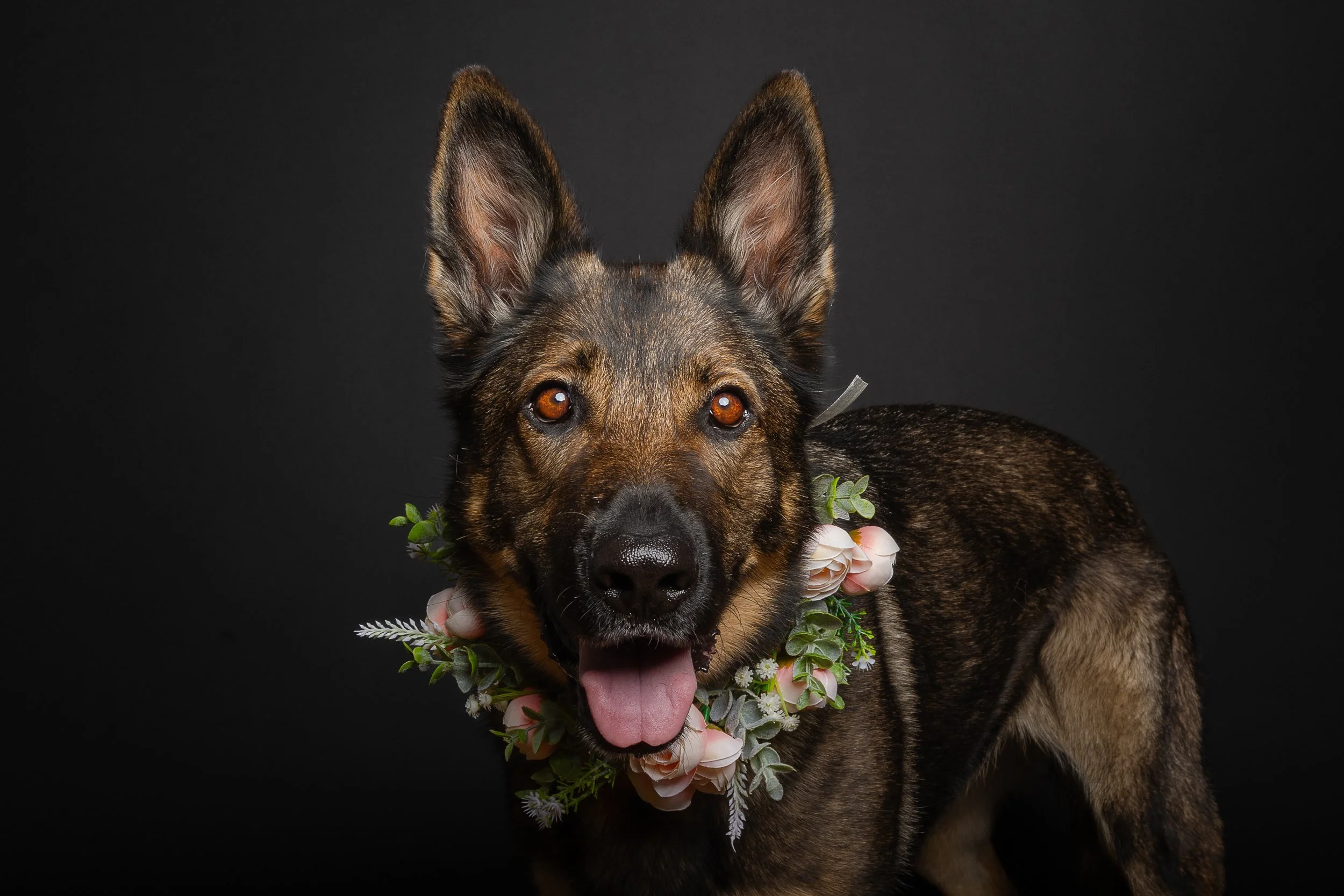 A GSD with a flower necklace against a dark background.