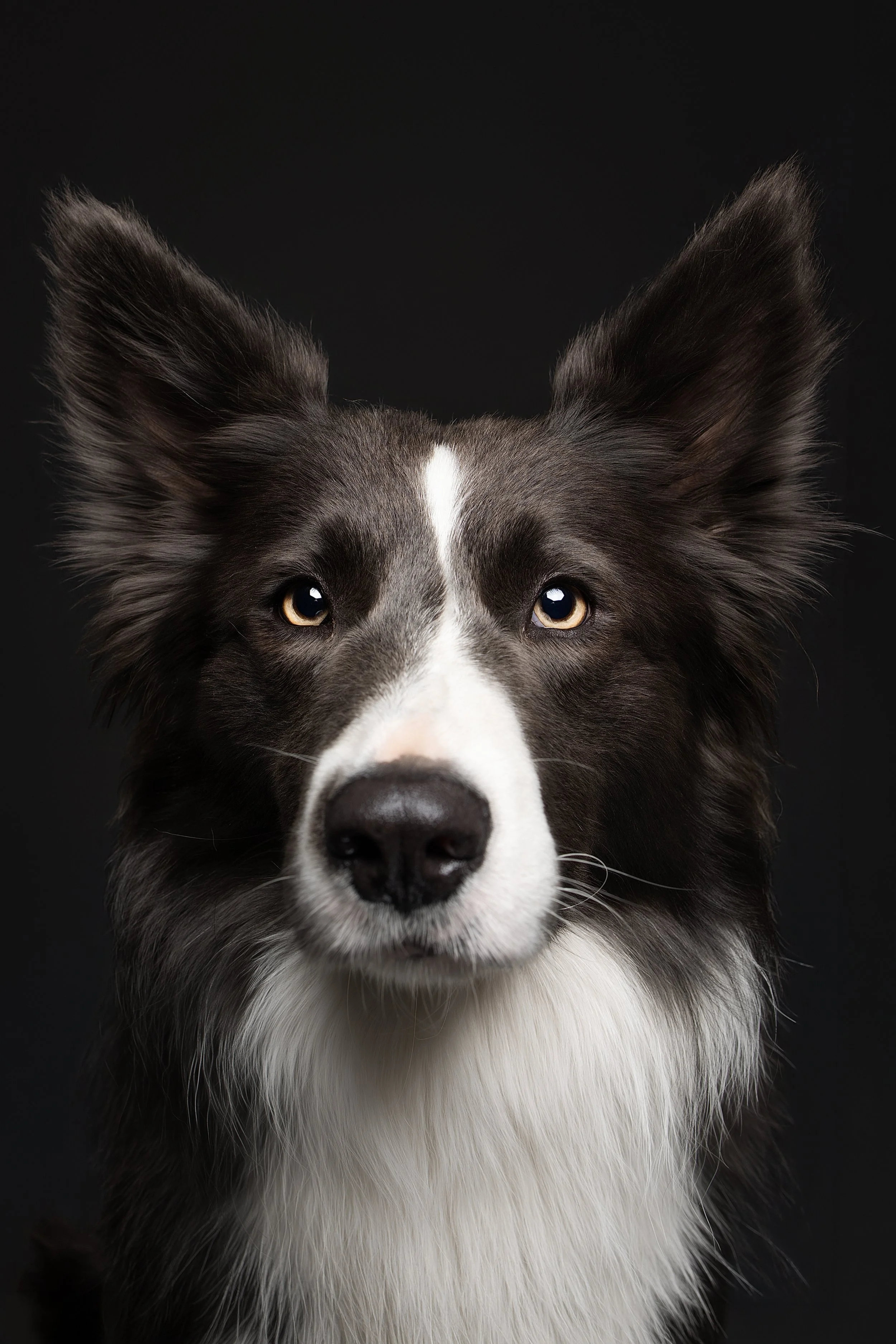 Close-up portrait of a black and white dog, likely a Border Collie, with piercing blue eyes against a black background.