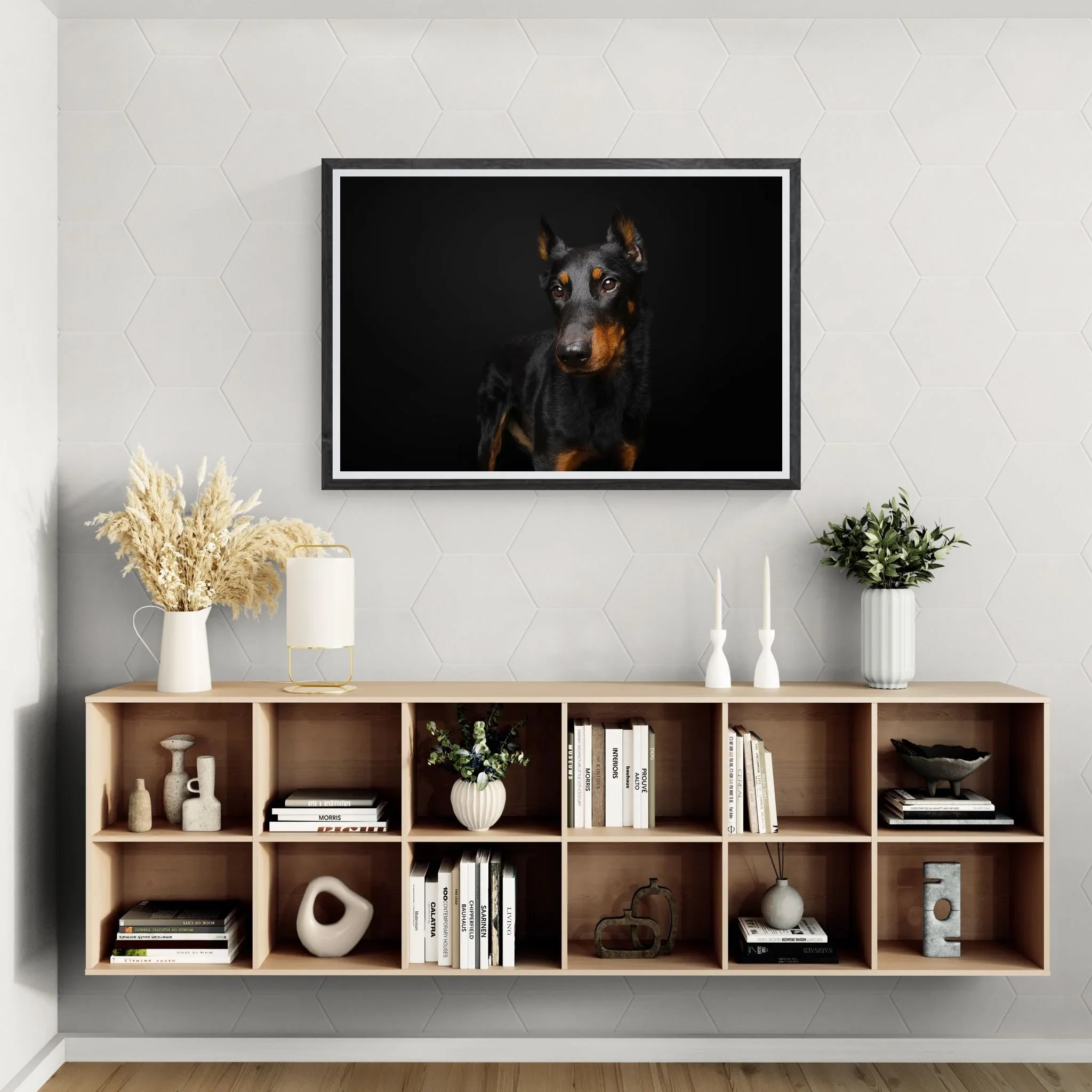 Beauceron black background studio dog portrait