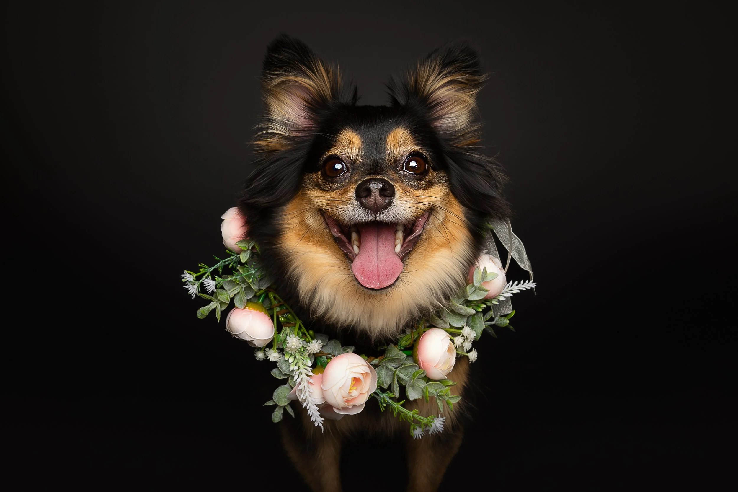 A happy black and tan Chihuahua dog wearing a floral wreath with pink and white flowers against a black background.