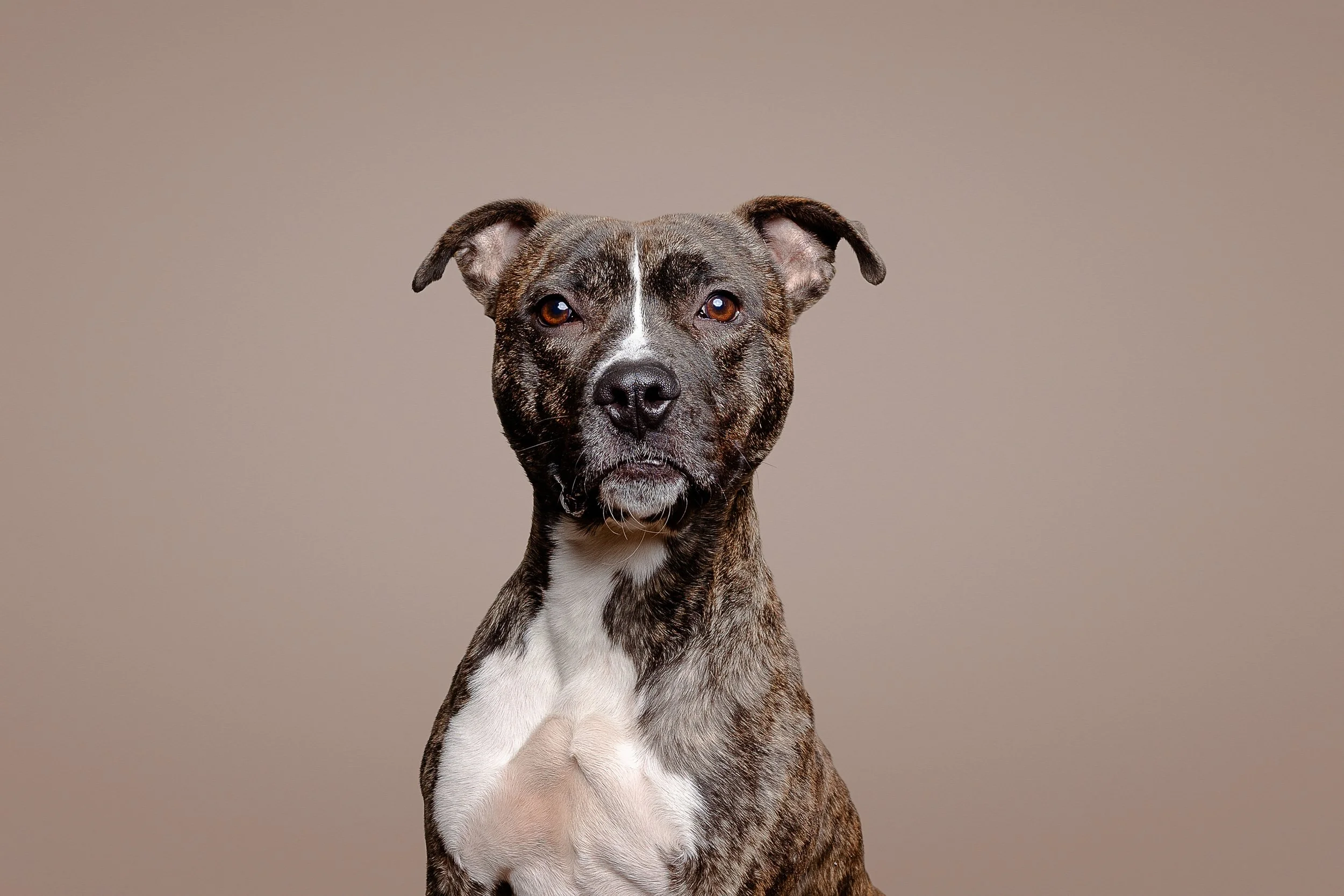 A brindle-coated dog with white chest, sitting against a plain beige background.