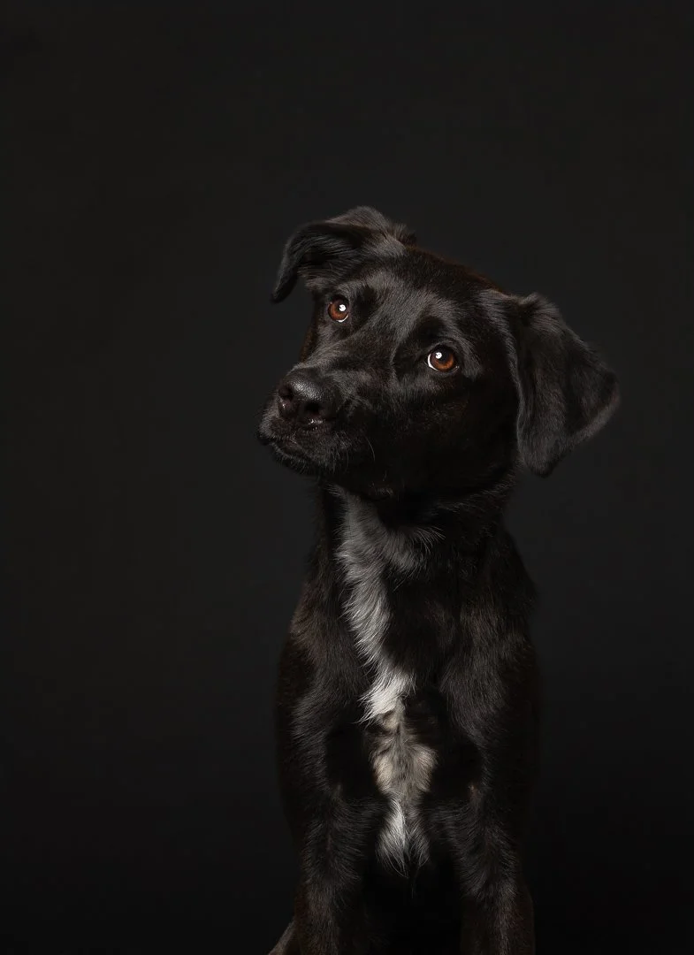 A black puppy with brown eyes and a white patch on its chest against a black background.