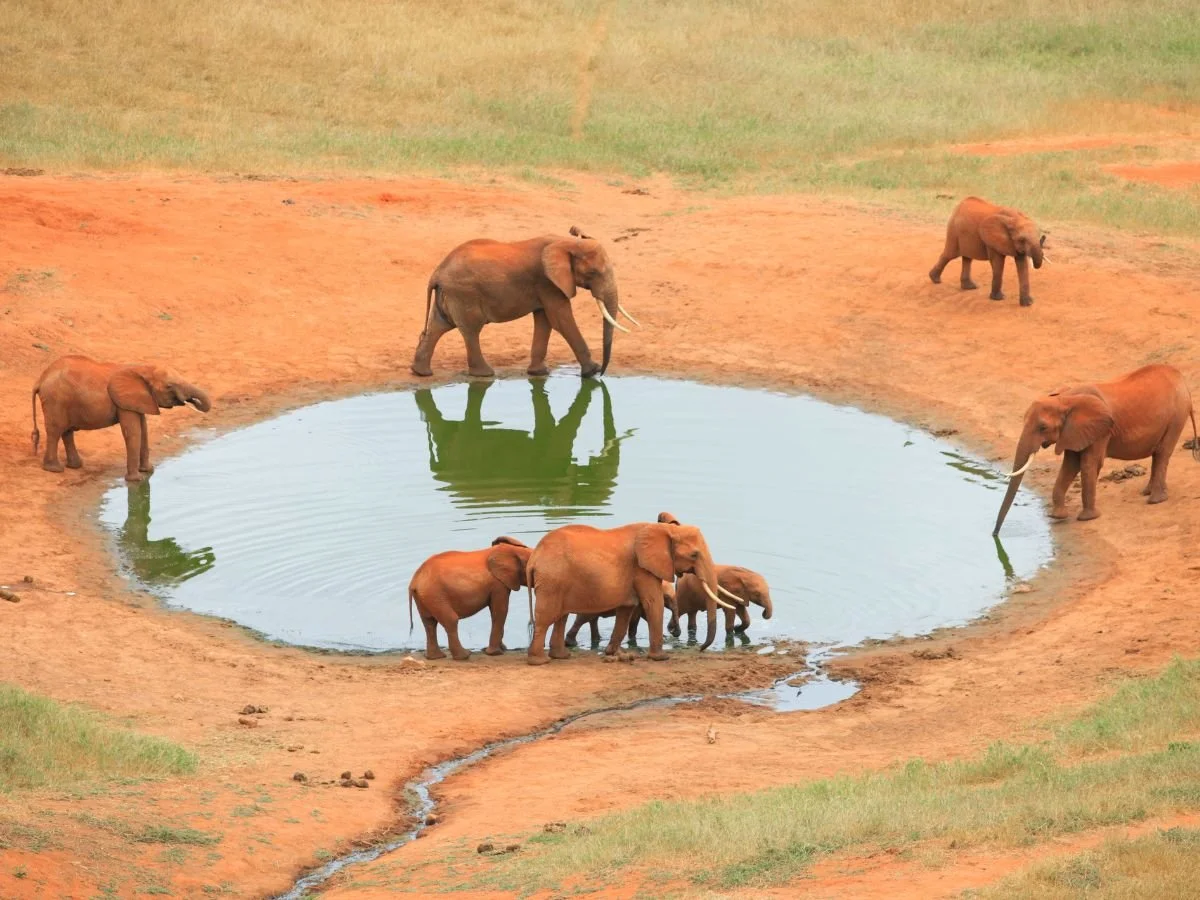 Famiglia di elefanti rossi che si disseta attorno a una pozza d'acqua circolare nella savana keniota